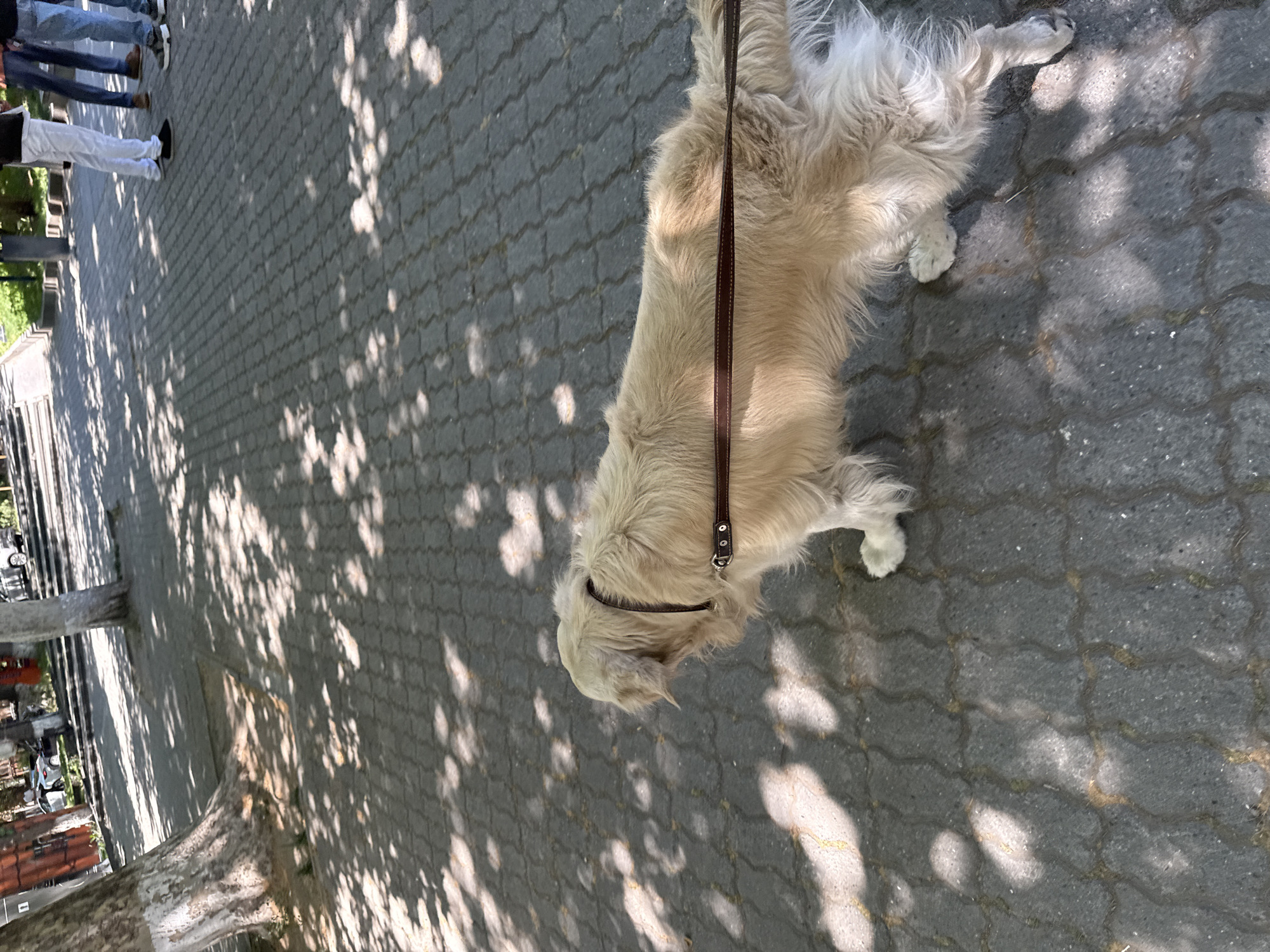 In an outdoor urban setting, a light-colored golden retriever on a leash walks on a paved walkway. The dog wears a brown collar and leash. The walkway is made of interlocking gray pavers and is partially covered in dappled sunlight and shadows cast by trees. In the background, several people are visible, standing and walking on the walkway. To the left of the frame, a tree trunk with a white base is prominent. Further in the background, cars and a grassy area with trees suggest a park or public space. The scene appears to be captured in Yerevan, Armenia, likely in a park area such as Lovers' Park or a similar pedestrian-friendly public space.