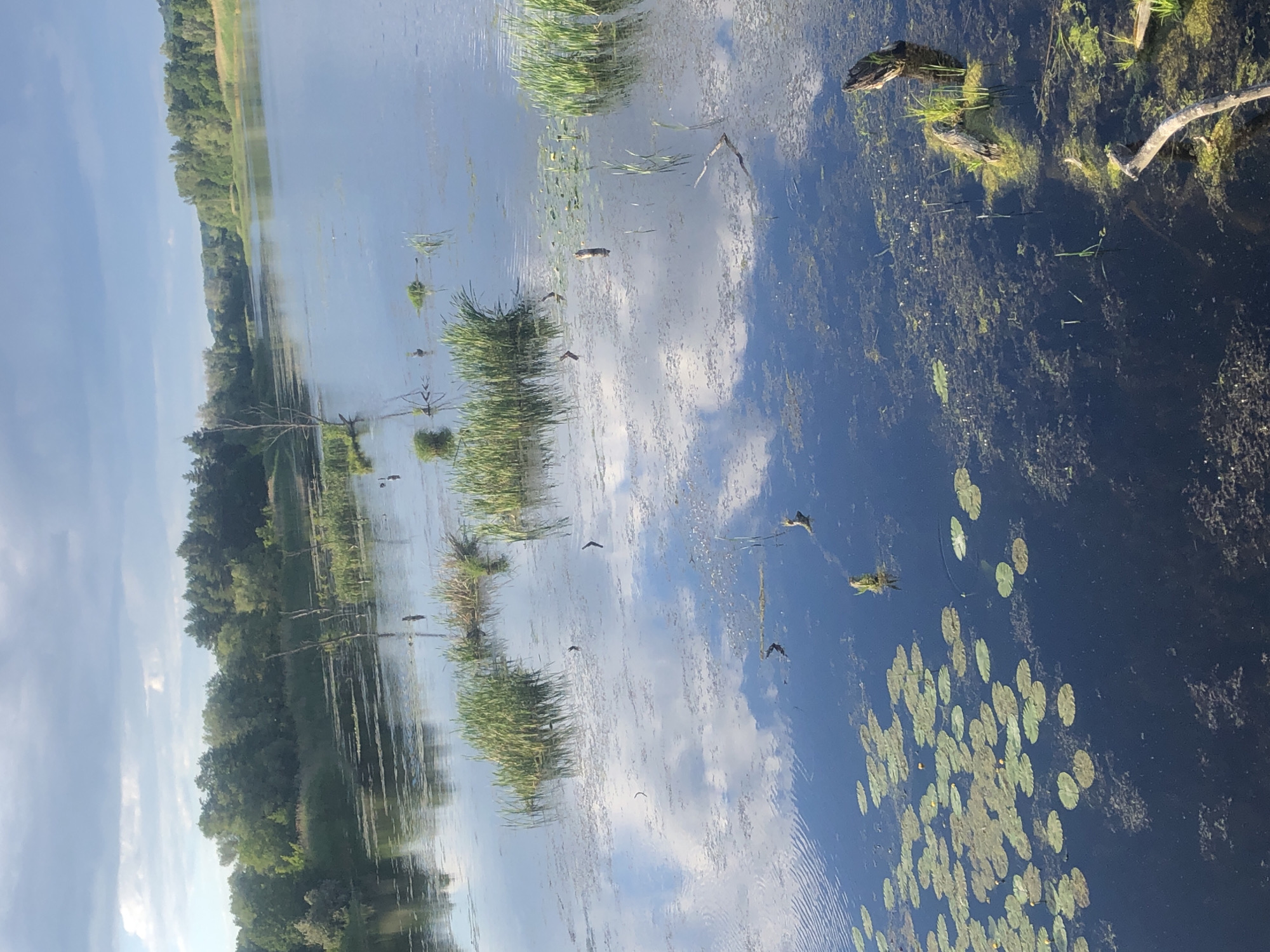 A wide river flows towards a distant tree line under a partly cloudy sky. The water is calm and reflects the sky and surrounding trees. Lily pads are scattered across the surface of the water in the foreground, with reeds and deadwood protruding from the water in various places. The riverbanks are lined with dense trees.