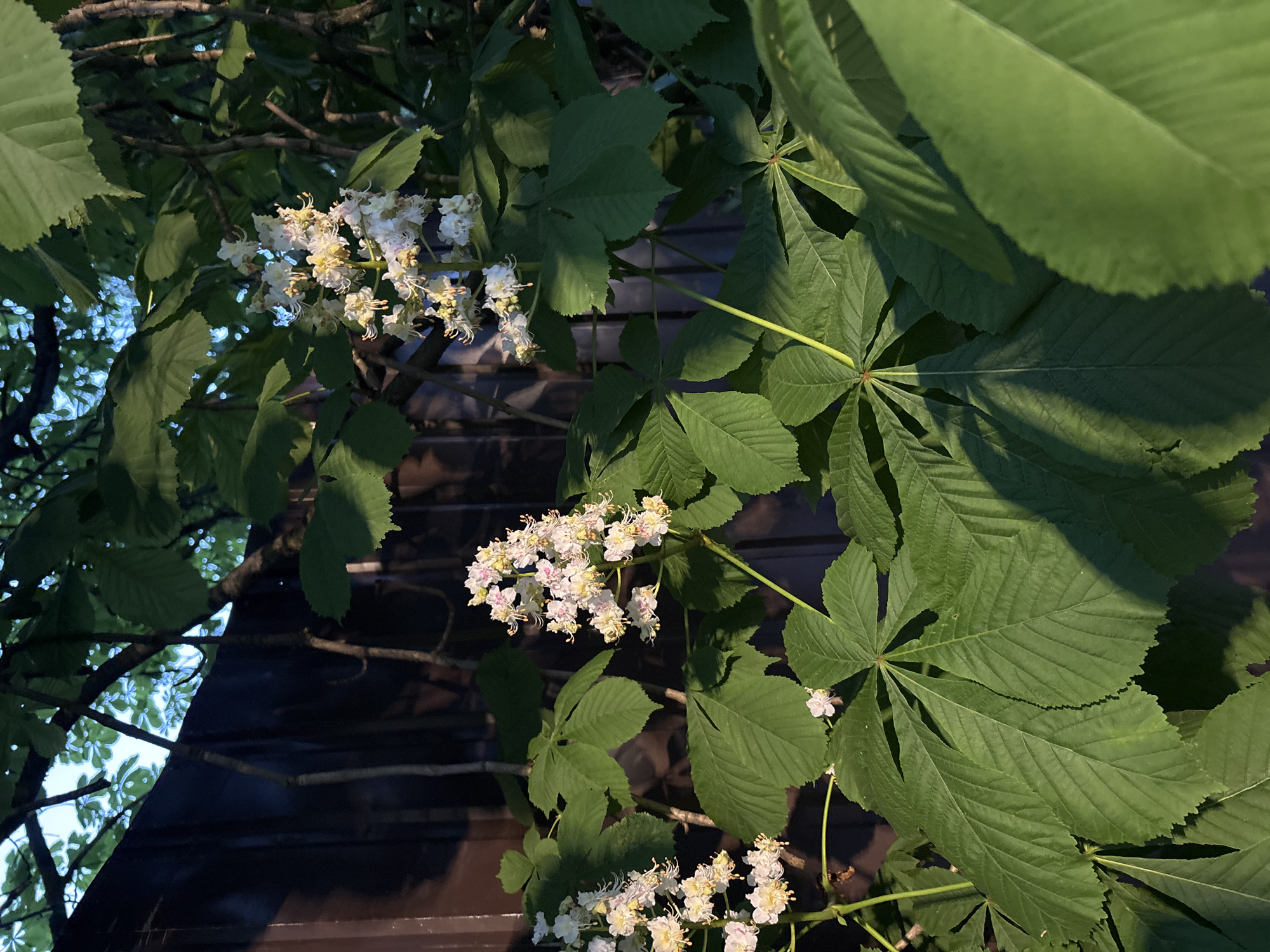 The image shows a close-up of a horse chestnut tree in bloom. The tree has large, palmate leaves and clusters of white flowers. The background is a dark, wooden structure, possibly a building or fence. The location is likely Saint Petersburg, Russia, given the prevalence of horse chestnut trees in the city. There are no people visible in the image.