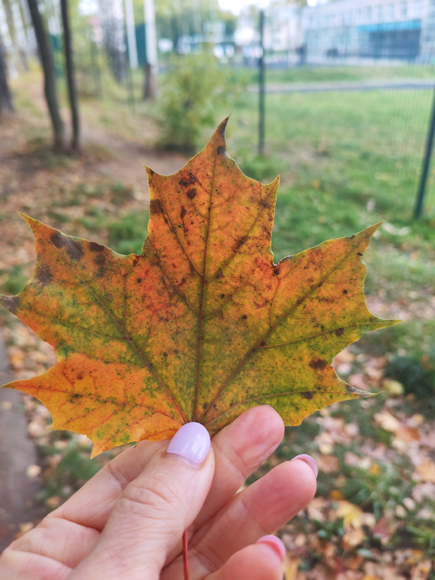 A close-up shot shows a person's hand holding a partially discolored maple leaf. The leaf is predominantly orange and yellow with green undertones and some dark brown spotting. The hand has light skin and fingernails painted with a pale lavender polish. The background is out of focus, but appears to be an outdoor setting with trees, grass, and a fence, suggesting a park or residential area. The general atmosphere is autumnal. The location is identified as Chaikovsky, Russia.