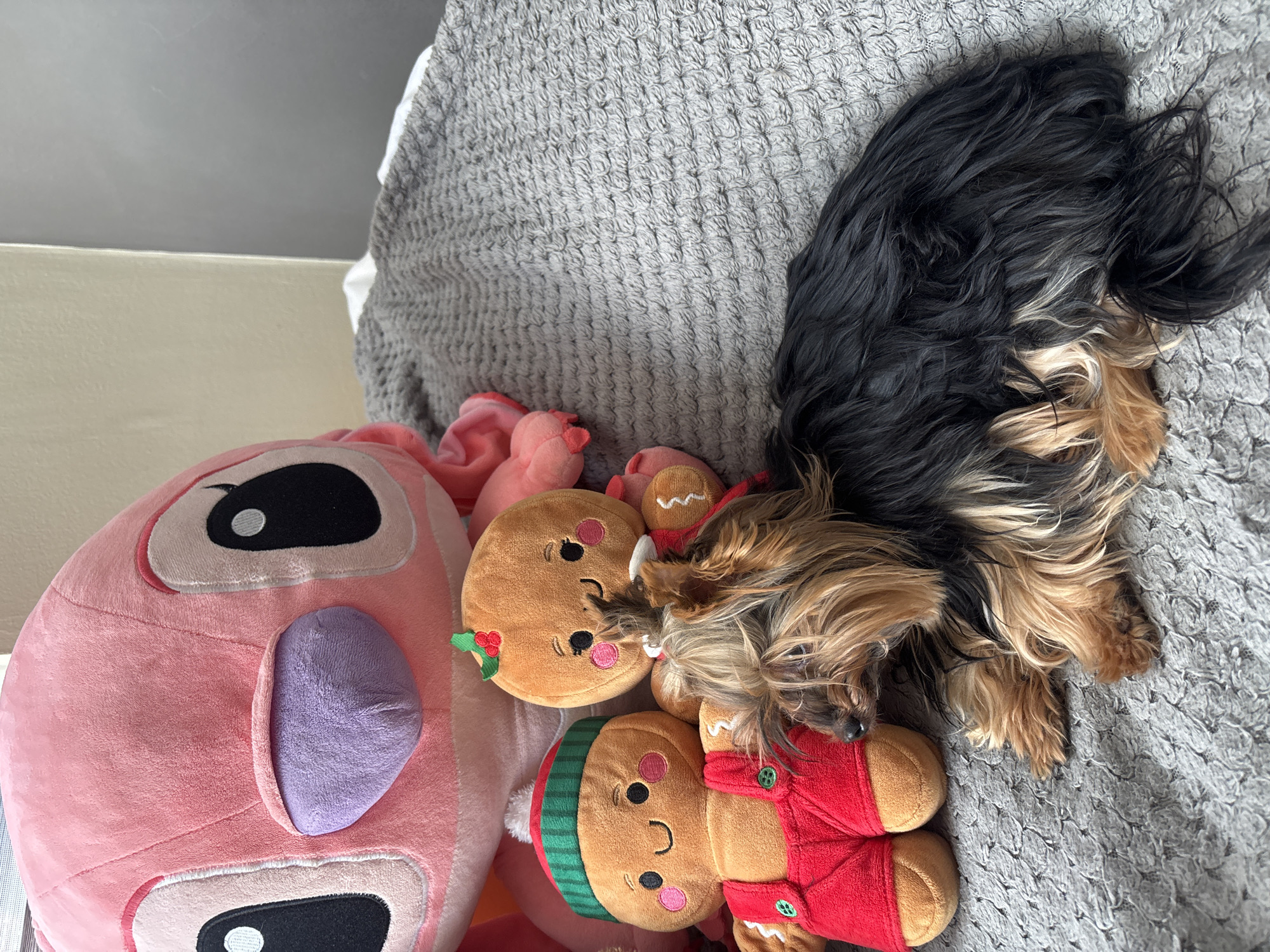 A Yorkshire Terrier is lying on a gray crocheted blanket next to a large pink stuffed toy that resembles Stitch from the Disney movie "Lilo & Stitch" and two gingerbread man stuffed toys. One gingerbread man toy is wearing a red vest and a green-and-red striped hat, while the other has holly embellishments. The dog has black and brown fur, and is positioned with its head resting near the gingerbread men. The photograph appears to have been taken indoors in a home setting. There is nothing to suggest that this scene takes place in Burgas, Bulgaria.