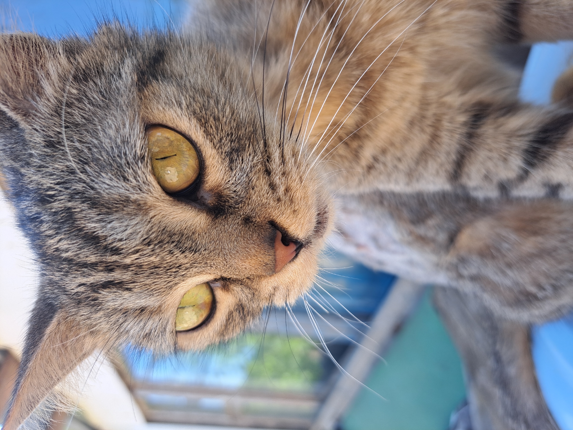 A close-up, eye-level, outdoor shot focuses on the face of a tabby cat. The cat's head is turned slightly to the left, and its piercing yellow eyes are looking downward and to the left, with visible pupils. The cat's fur is a mix of grey, black, and brown tabby stripes. Its pink nose and long white whiskers are prominent. In the blurred background, a light blue structure, possibly a window or wall, is visible, along with hints of green foliage and sky. The overall impression is of a curious and alert feline in an outdoor setting. The metadata associated with this image does not indicate a specific location within Vypasne, Ukraine, nor does it provide any details about people, actions, or interactions.