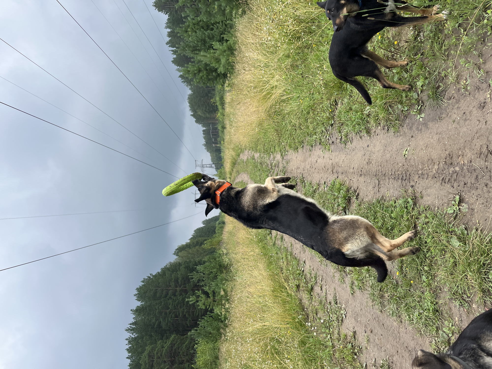 The image depicts an outdoor scene with three dogs in a rural environment. The primary subject is a German Shepherd jumping mid-air to catch a bright green frisbee. The dog is wearing an orange collar. To the right, another black and tan dog is standing, facing away from the camera. Partially visible in the lower left corner is a third dog's head.
The dogs are on a dirt path flanked by tall, dry grass and scattered wildflowers. In the background, a dense forest of pine trees lines the horizon. Overhead, power lines stretch across the sky, supported by tall pylons visible in the distance. The sky is overcast with gray clouds, suggesting a temperate climate.
While the image is set in a natural, possibly wooded area, there are no specific landmarks or elements that definitively place it within the city of Nizhny Tagil, Russia. The scene is consistent with a rural or semi-rural environment found in many locations with similar geographical features and infrastructure.