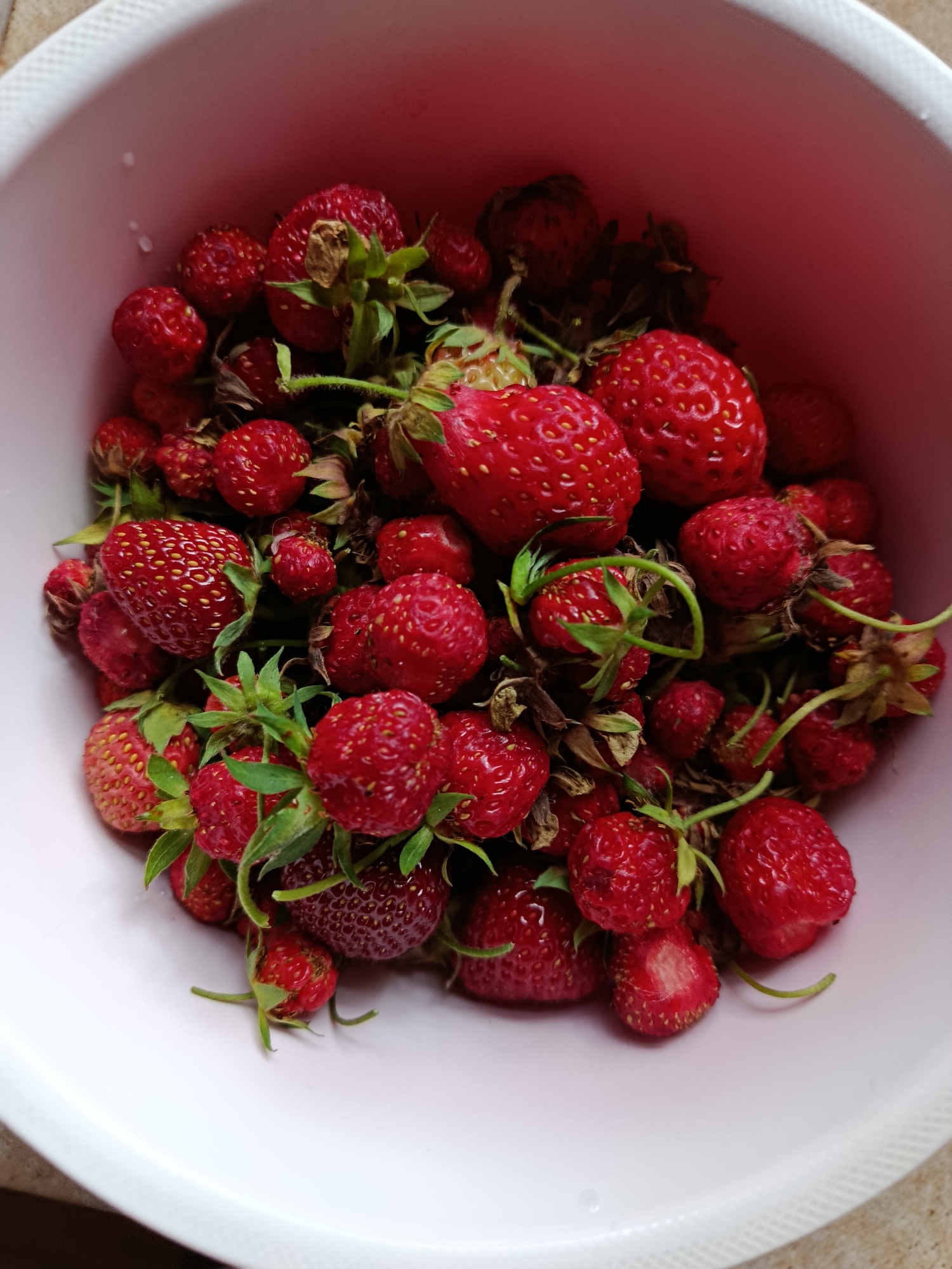 A close-up, overhead shot shows a bright pink bowl overflowing with freshly picked strawberries. The strawberries are a mix of sizes and ripeness, with vibrant red skins and green leafy tops. Some are perfectly formed, while others are slightly misshapen. The bowl is white on the outside and appears to be made of plastic. The image is taken indoors, with the light source suggesting it might be daytime. The strawberries are the sole focus of the image, with no other objects or people visible. The scene is clean and appears to be a home setting. There is no indication of location in Marx, Russia.