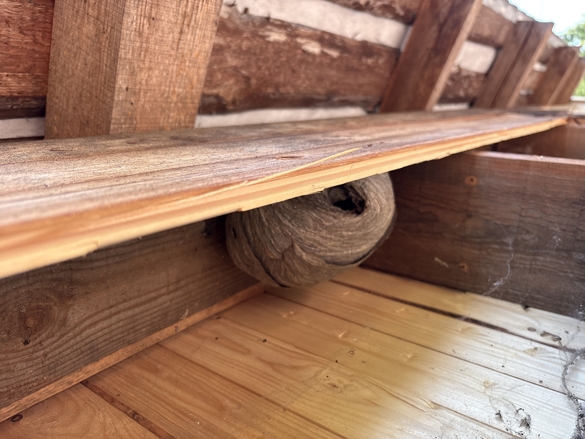 The image shows a wasp nest constructed of a papery material, attached to the wooden beams of a roof structure. The nest is roughly spherical and has a visible opening. The surrounding environment consists of unfinished wooden planks and beams, with some evidence of cobwebs on the wood surfaces. The lighting suggests an outdoor or semi-enclosed space, possibly under construction or a sheltered area. The scene is devoid of people. The location is specified as Ветлужский, Russia.