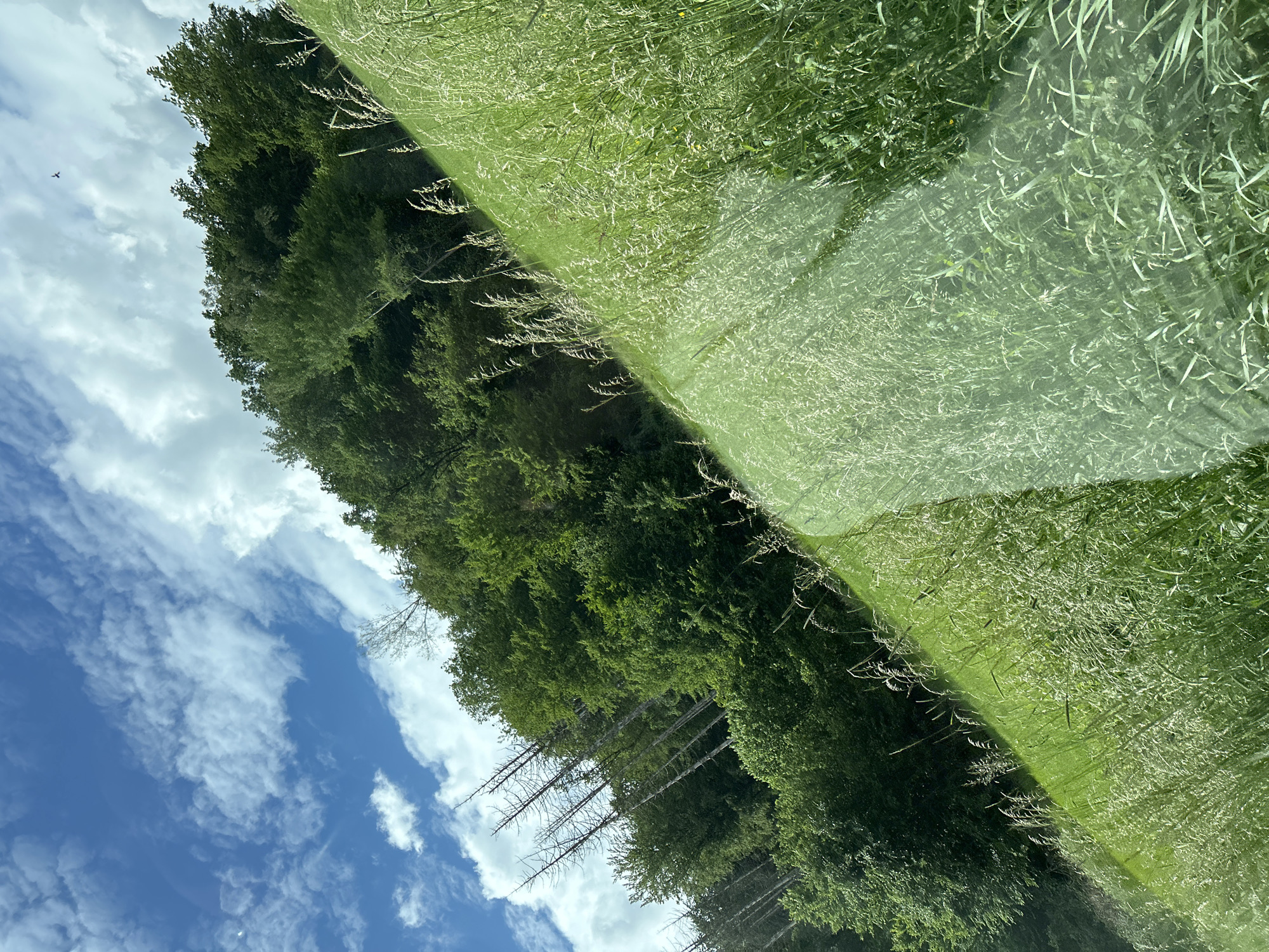 The image presents a natural landscape in Reichshof, Germany, captured with a counter-clockwise diagonal orientation. The upper portion of the frame features a blue sky with scattered white cumulus clouds, with a small, dark bird in flight visible in the upper right quadrant. Below the sky, a dense line of green deciduous forest spans the middle ground, containing several bare, dead trees with upright trunks, primarily visible on the left side. The foreground consists of a steeply sloped, vibrant green grassland, characterized by tall grass and numerous light-colored seed heads. A prominent, semi-transparent, vertically oriented band of bright light or glare, indicative of a reflection or lens flare, overlays a segment of the grassland in the left-central area of the image. No human figures or direct evidence of human activity are present.