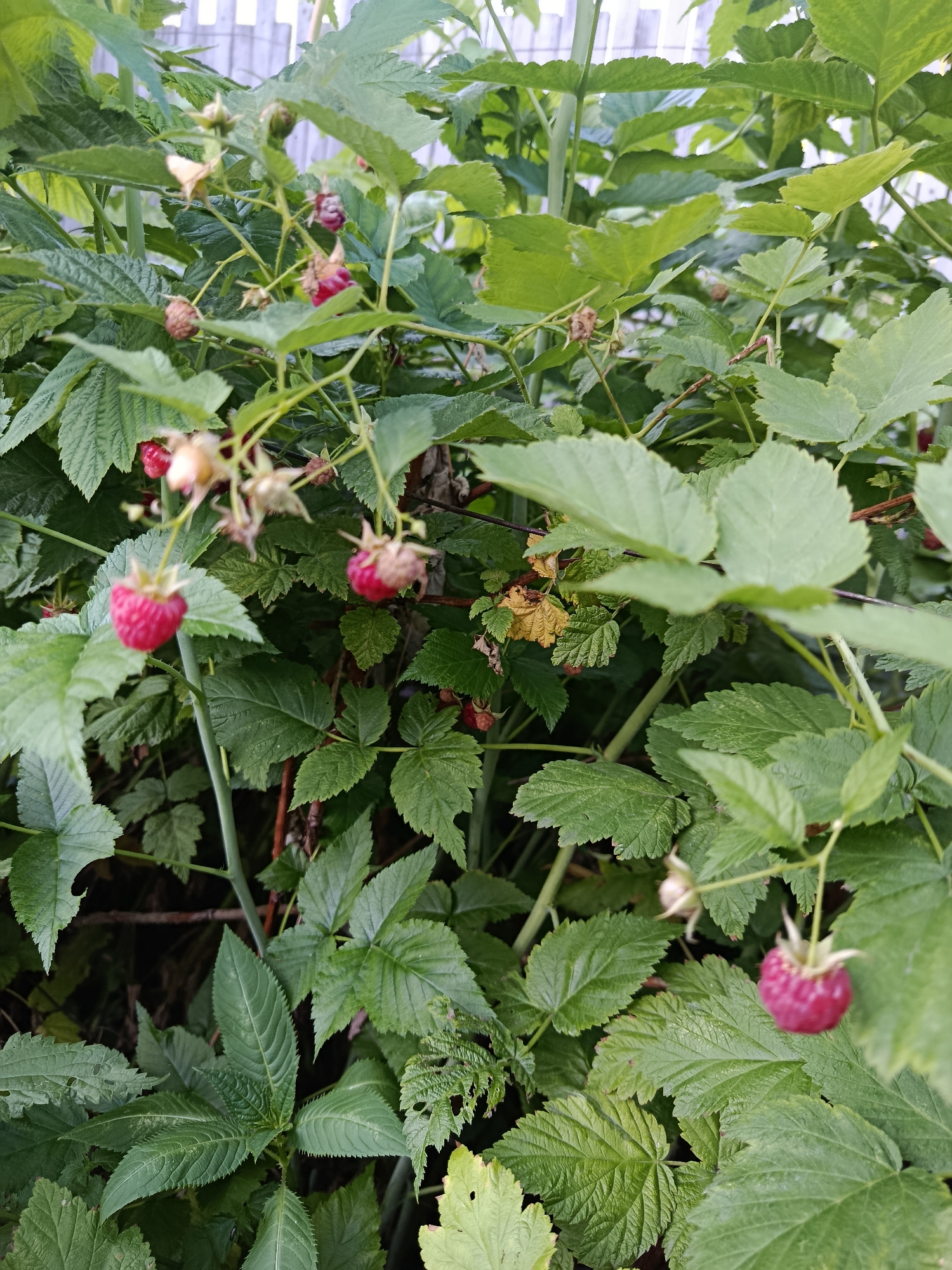 The image depicts a close-up view of raspberry bushes growing outdoors. Several ripe raspberries, in shades of pink and red, are visible among the lush green foliage. Some of the berries are in focus, while others are blurred, indicating a shallow depth of field. The background shows a blurred white wooden fence, suggesting an outdoor setting, possibly a garden or backyard. The scene is natural and appears to be in a temperate climate during the fruiting season. The location is identified as Biysk, Russia. There are no people or animals present in the image. The overall impression is one of natural growth and abundance.