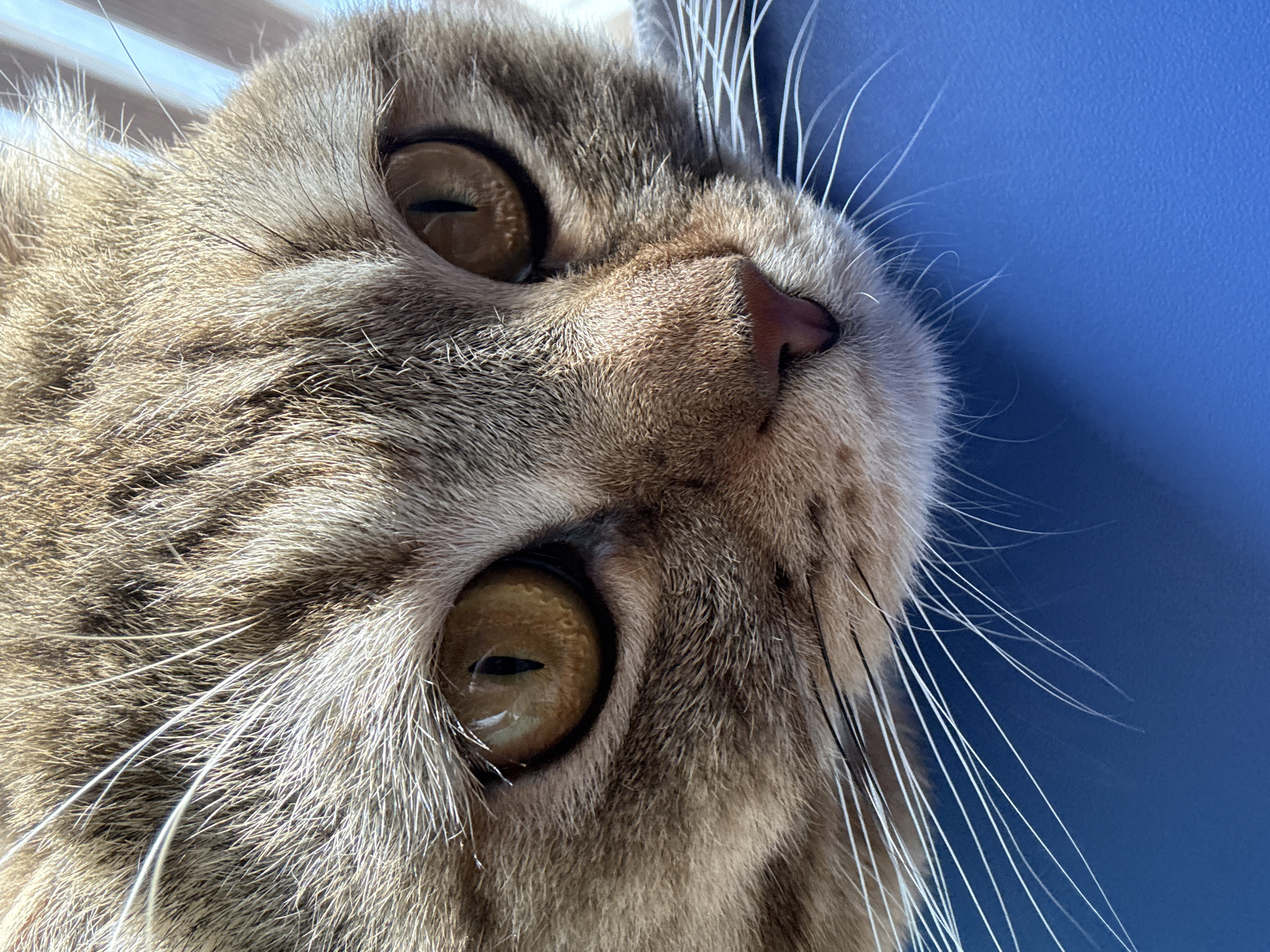 A close-up, high-angle shot captures the face of a tabby cat looking upwards. The cat, with short to medium-length fur in shades of brown, grey, and tan, occupies the left and central portion of the frame. Its striking golden-amber eyes are prominent, featuring vertical slit pupils. Reflections in the pupils show horizontal blinds or slats, suggesting a window or light source above. The cat's pink nose is visible towards the center, slightly to the right of the left eye. Numerous long, white whiskers extend from its muzzle, some silhouetted against a solid royal blue background that fills the right side of the image. The fur exhibits clear texture and highlights, indicating strong, natural lighting. The cat's expression appears focused and alert. No text is visible in the image.