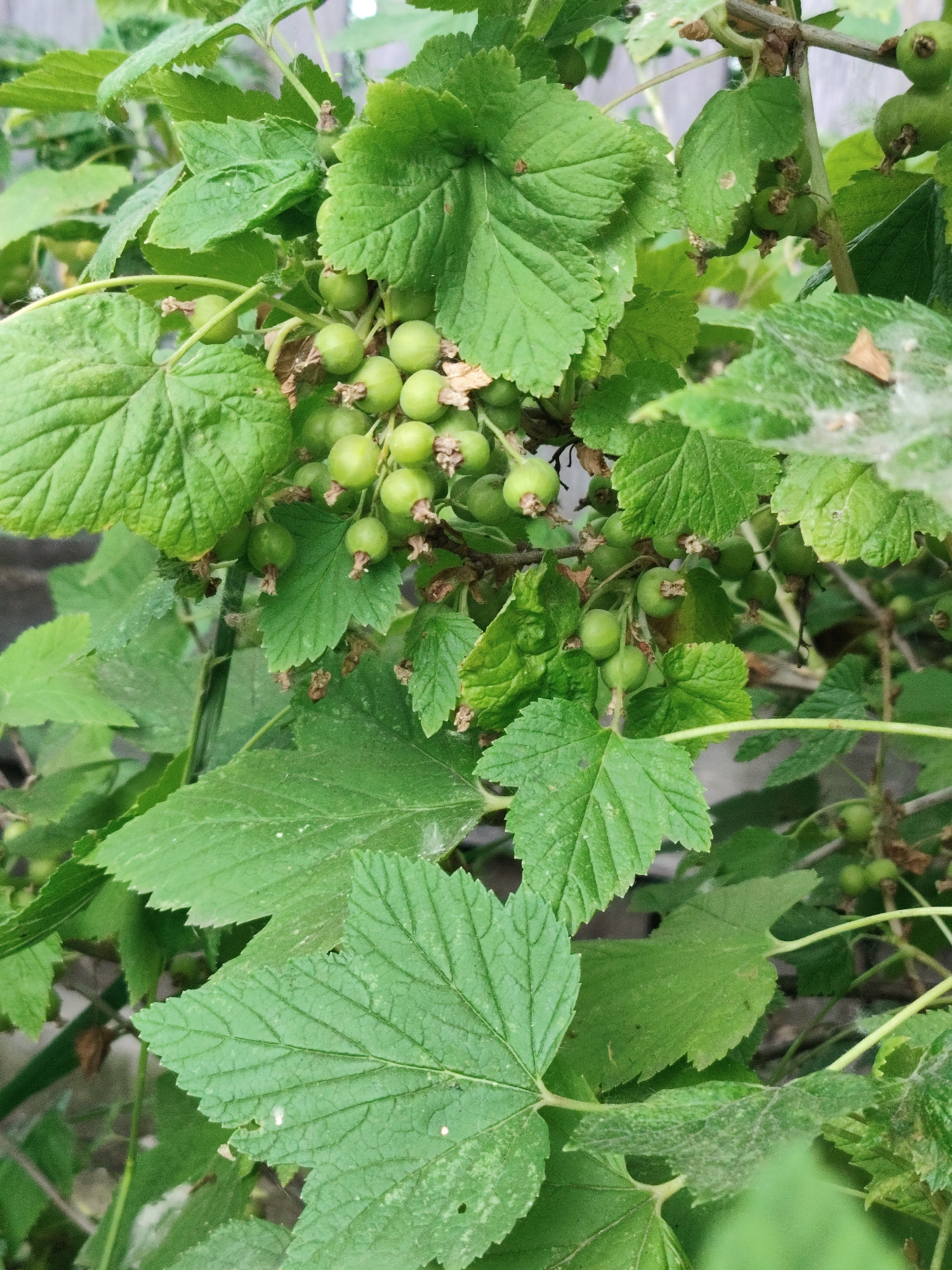 This image captures a close-up view of green, unripe currants growing on a bush in Askiz, Russia. The currants are small, round, and a vibrant green, clustered together on thin stems. They are surrounded by numerous large, serrated green leaves, some of which show signs of natural variation or minor imperfections. The background is softly blurred, suggesting an outdoor environment, likely a garden or natural setting within the town. The lighting is natural, indicating it was taken during the daytime. There are no people or animals visible in the frame. The focus is entirely on the plant and its developing fruit.