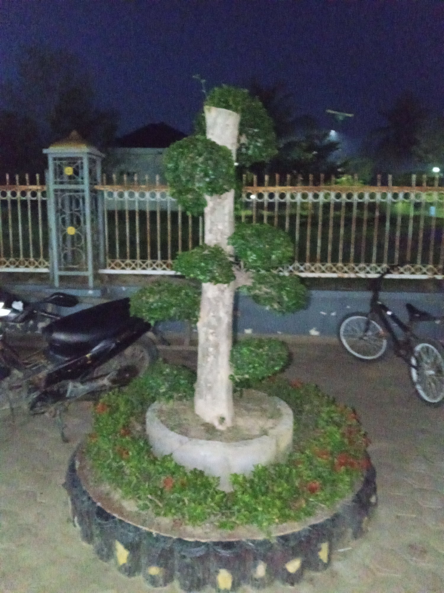 The image depicts a pruned tree, possibly a bonsai, with a thick, light-colored trunk and layered green foliage arranged in circular tiers. The tree is planted in a raised, circular planter made of concrete, which is surrounded by a border constructed from what appears to be tires, painted black and yellow. Small red flowers and green foliage are planted around the base of the tree within the planter.
In the background, a white metal fence with decorative elements and a gate with a yellow accent can be seen. Behind the fence, a house with a dark roof is visible. To the left of the tree, a black motorcycle is parked, partially obscured by the foliage. To the right of the tree, a bicycle with white wheels is leaning against a wall.
The scene appears to be outdoors, at dusk or night, as indicated by the dark sky and the artificial lighting that casts faint glows on the fence and the trees in the distance. The overall setting suggests a residential area or a public space in Blang Mee, Indonesia. No people are visible in the image. The mood is quiet and still, illuminated by artificial lights. There is no visible text in the image.