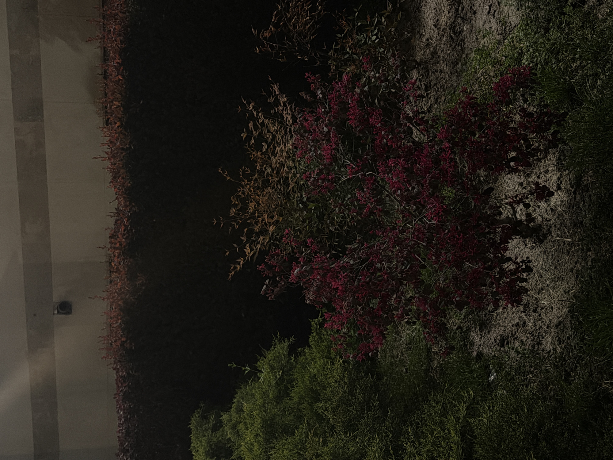 The image presents a nocturnal outdoor scene, dominated by diverse vegetation alongside a light-colored wall. The perspective suggests the original photograph was taken in portrait orientation and is displayed rotated 90 degrees counter-clockwise.
On the left side, a light grey concrete or stone wall exhibits subtle horizontal textural details. A small, dark, cylindrical object, likely a security camera or sensor, is mounted on this wall. Immediately adjacent to the wall, a dense hedge of dark red or maroon foliage stretches across the mid-ground.
The rest of the frame is filled with various plants under dim artificial lighting. A prominent bush with vibrant pink or fuchsia-colored flowers stands out in the center-right. Above and to its left, branches with dried, light brown leaves are visible. Below and extending to the right, a mix of green shrubs and bushes with varying textures fills the foreground, including denser foliage and areas of more needle-like leaves.
The ground beneath the vegetation is dark, composed of earth, sparse green growth, and patches of dry, pale vegetation. A small piece of crumpled white litter can be discerned on the ground in the lower right quadrant. The scene is static, with no visible human presence or activity. The illumination is uneven, with some areas brightly highlighted and others cast in deep shadow, characteristic of nighttime conditions. No text is visible. The location context is Plovdiv, Bulgaria.