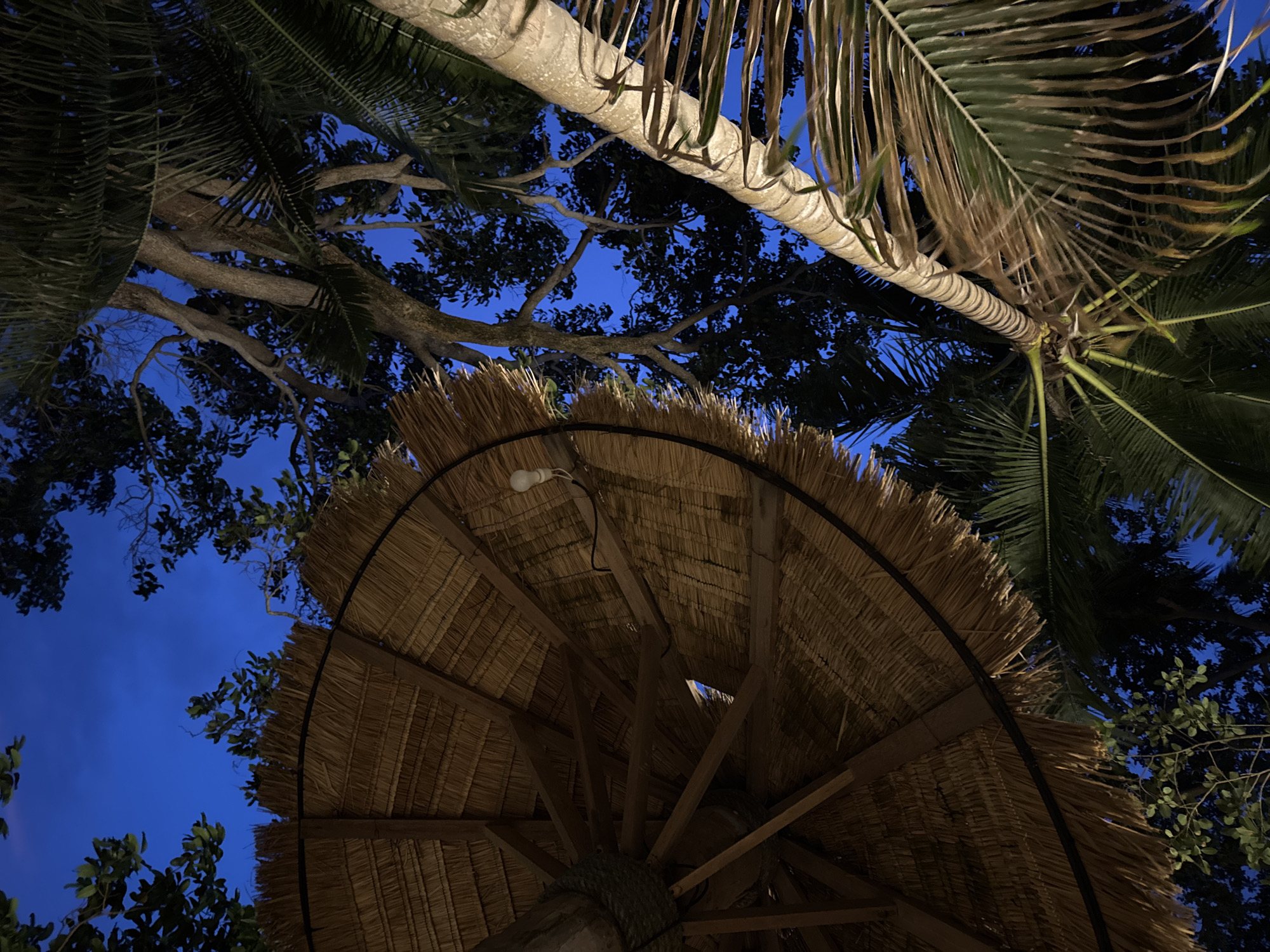 The image depicts an outdoor scene at night, likely in Karon, Thailand, focusing on tropical vegetation and man-made structures. In the foreground and left side, a portion of a palm tree trunk and fronds are visible, with some fronds appearing dry and brown. To the right, a thatched umbrella, constructed from straw or similar natural materials, is prominent. The underside of the umbrella reveals its wooden structural supports and a single light bulb hanging from a wire. The background shows a deep blue night sky, with the silhouettes of trees and foliage against it. The overall impression is of a tropical setting at dusk or after dark, possibly a resort or outdoor dining area.