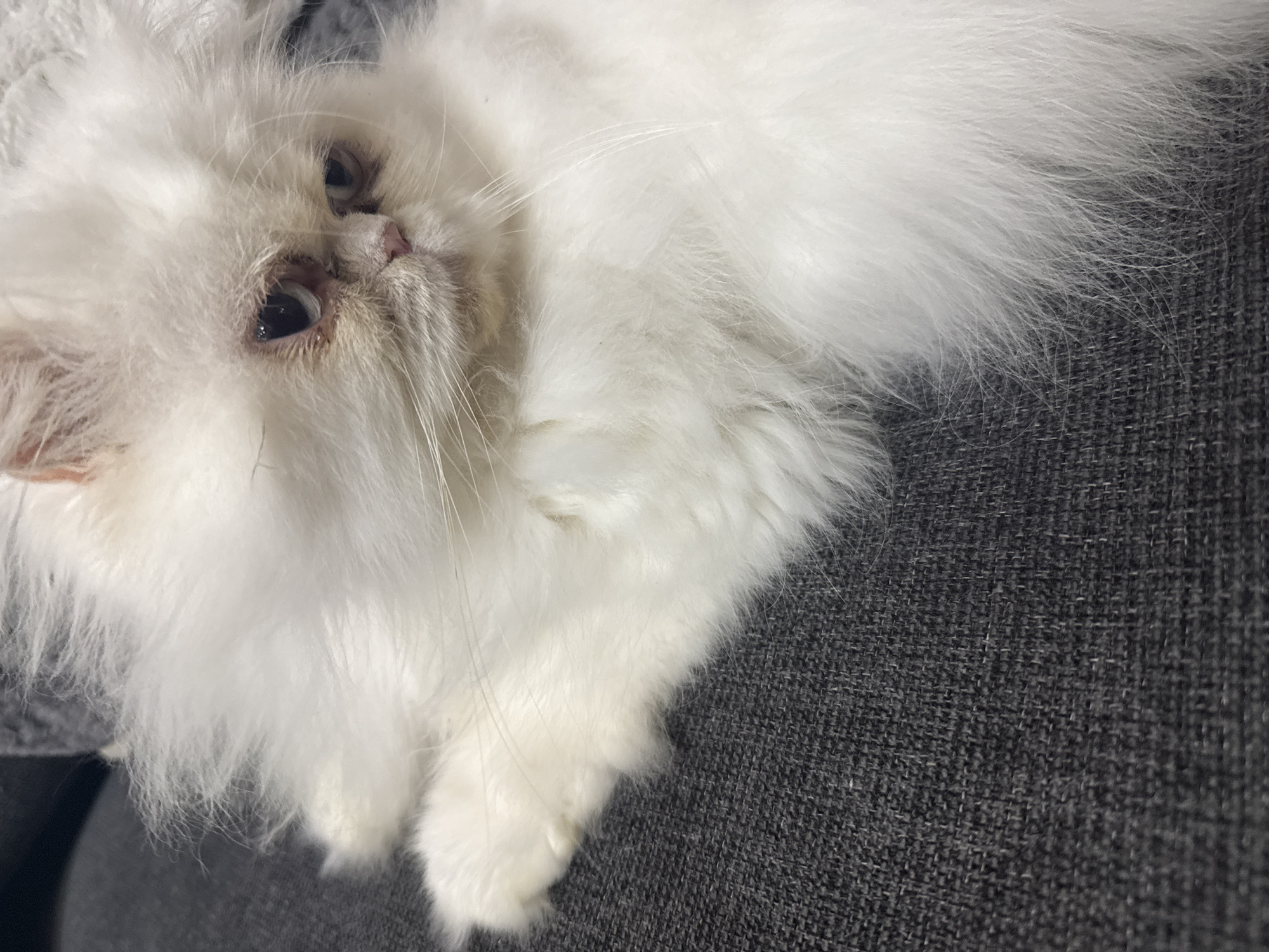 A white, long-haired cat lies on a gray, textured surface, possibly fabric. The cat's face is visible, with dark eyes and a pink nose. The rest of the cat's body blends into the white fur. The location is unknown and cannot be determined as Burgas, Bulgaria.