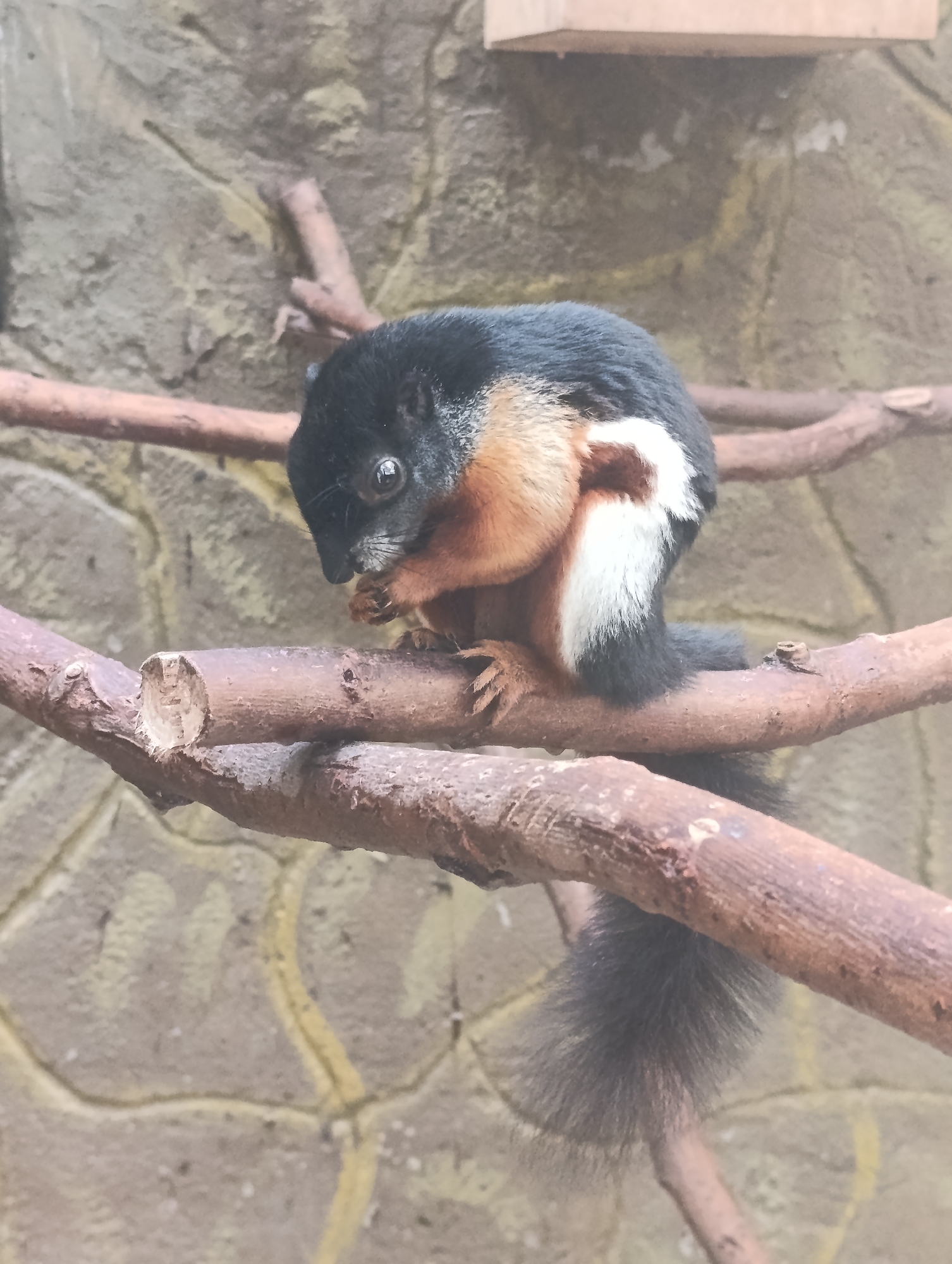 A black and orange squirrel is perched on a branch in front of a stone wall. The squirrel is facing downwards and appears to be eating something. The squirrel has a bushy tail and white markings on its back. The environment suggests an enclosure, possibly a zoo or wildlife sanctuary, with artificial branches and a textured wall.