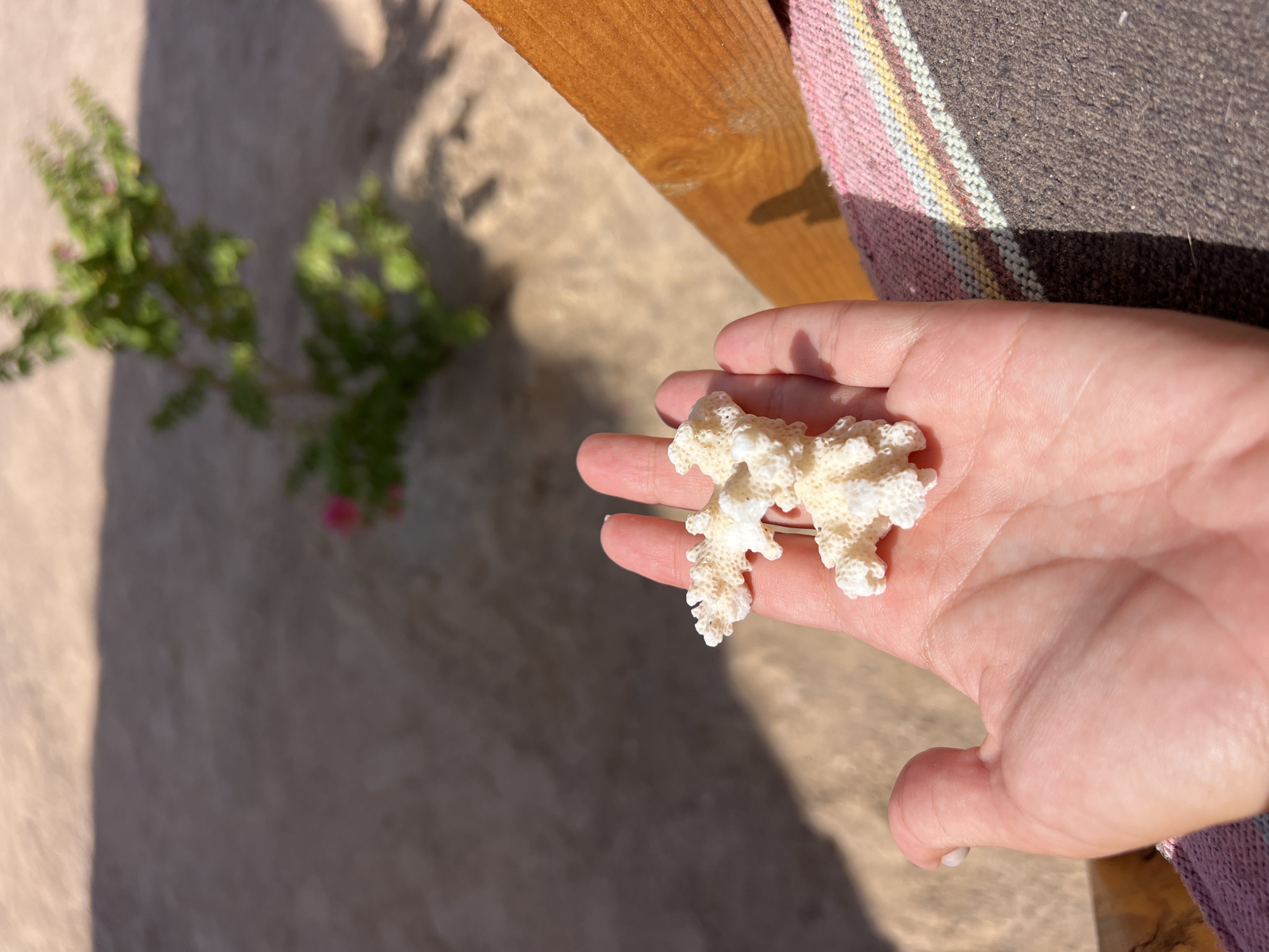 A human hand, palm up, holds a small piece of white coral. The hand appears to be lightly tanned. Behind the hand, out of focus, is a sandy ground with a shadow of a plant with pink flowers. A wooden surface and a striped fabric are visible in the lower right corner. The image was taken in Nuweiba, Egypt.