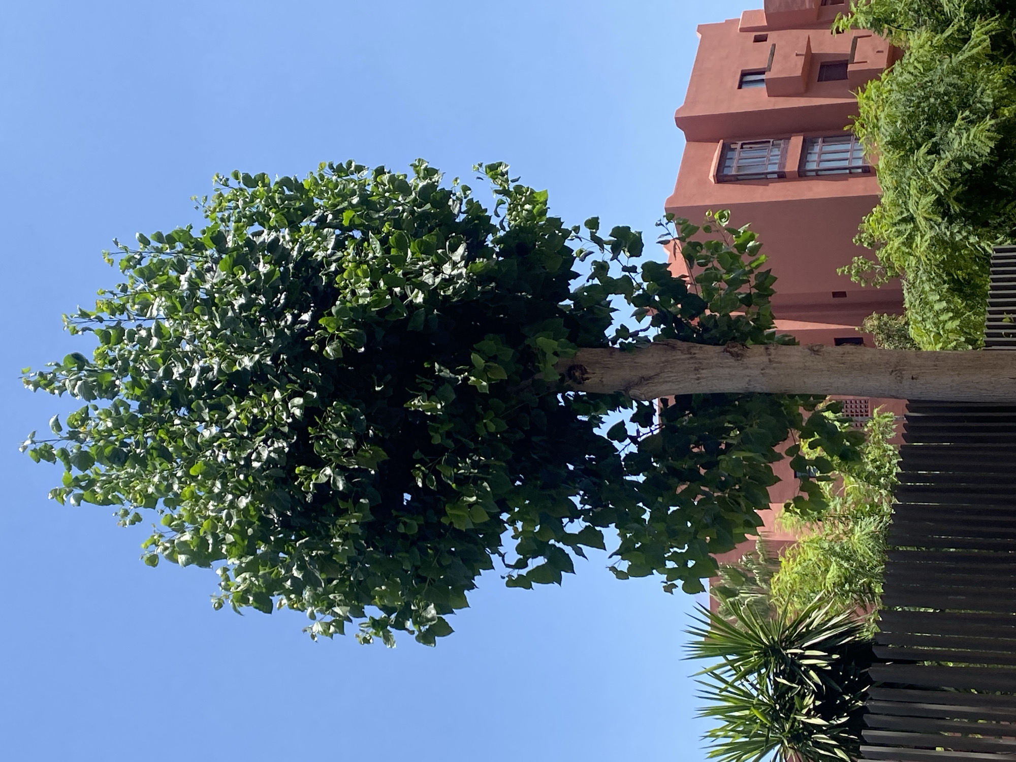 A large, rounded tree with dense green foliage stands prominently in the foreground against a clear blue sky. To the right of the tree, a reddish-orange building with multiple windows and balconies is visible, partially obscured by greenery. In the lower left of the image, a dark wooden fence runs horizontally, and to the left of the tree, a spiky green plant is partially visible. The overall scene appears to be a sunny outdoor environment, likely in a residential or resort area, possibly in the city of Resinera-voladilla, Spain.