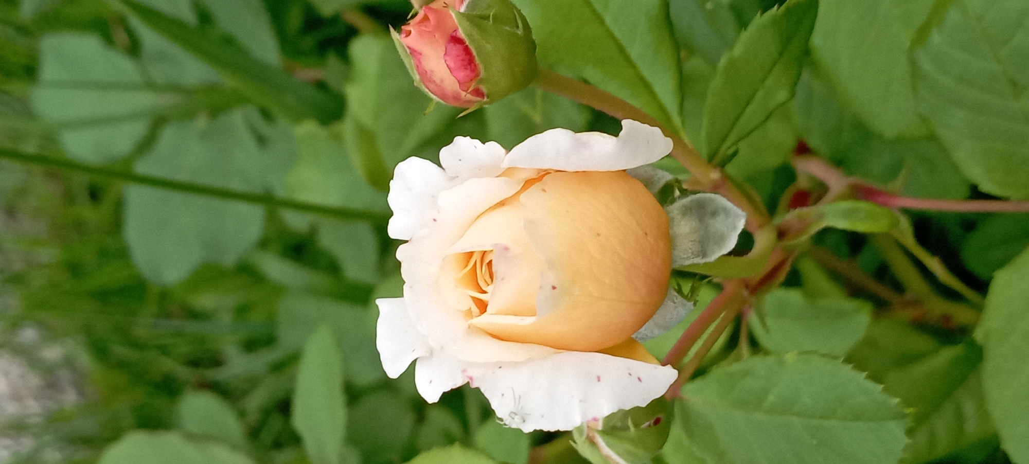 A close-up, eye-level, vertical shot shows a partially opened creamy peach rose in the foreground. The rose has delicate, ruffled outer petals that are mostly white with faint reddish speckles, and the inner petals reveal a warm peach hue. To the right of the main rose, a closed rosebud, predominantly pink with green sepals, is visible. The rose is situated amidst lush green foliage and stems, with some of the stems appearing reddish. The background is blurred green, suggesting an outdoor garden setting. The image does not contain any people or obvious structures indicating a specific location within Radisne, Ukraine.
