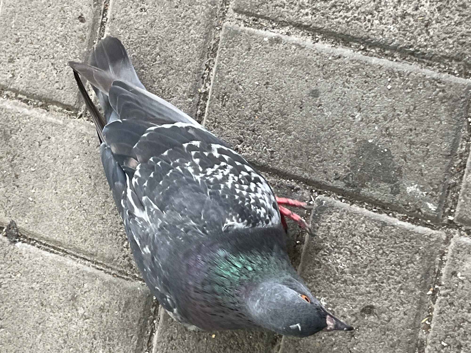 A pigeon lies on its side on a concrete sidewalk, its body partially obscured by its wings. The pigeon's head is turned towards the left, and its orange eye is visible. Its grey and white plumage is detailed, with iridescent green and purple feathers on its neck. The pigeon's pink legs are bent. The sidewalk is made of rectangular concrete pavers with visible seams. The scene is set in the city of Dnipro, Ukraine.