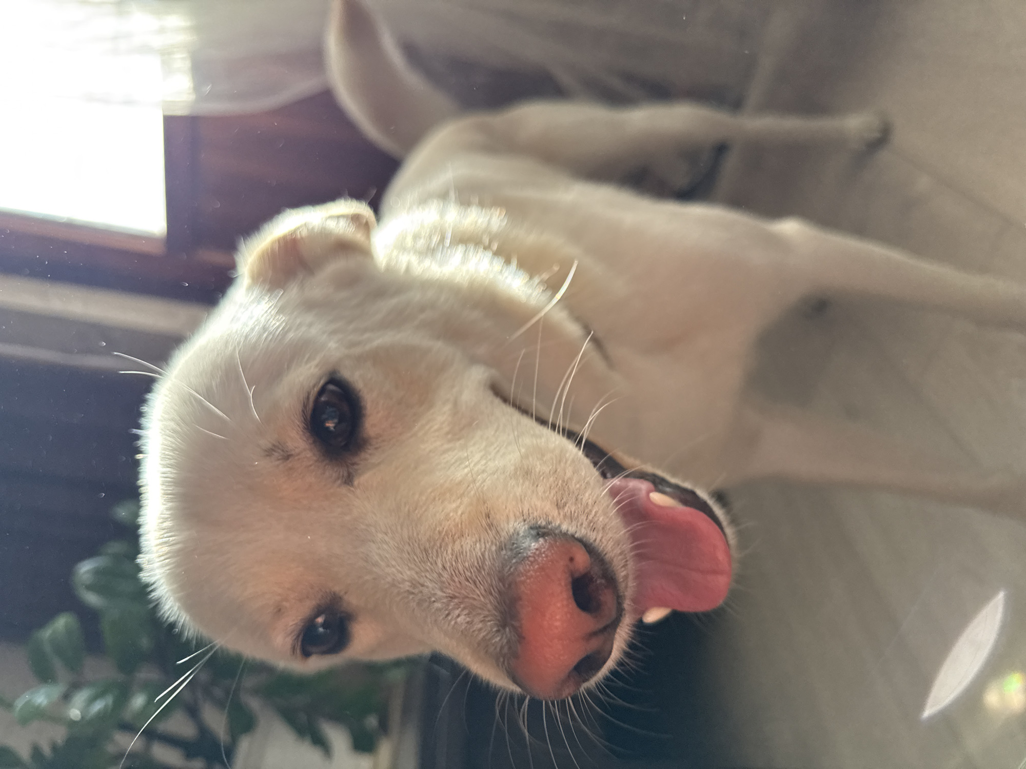 A light-furred, adult canine, possibly a Labrador Retriever or similar mixed breed, is positioned centrally, facing directly towards the camera. Its fur is cream-colored, and its dark eyes are focused forward. The dog's nose is reddish-pink with dark pigmentation, and its mouth is open, revealing a pink tongue slightly extended. Prominent white whiskers are visible around the muzzle. The subject is standing on a light-colored floor, consistent with an indoor environment. Natural light emanates strongly from the right side of the frame, creating significant backlighting that highlights the dog's fur and illuminates numerous small, airborne particles consistent with dust. In the background on the left, a green leafy houseplant is partially visible. On the right, a window with a dark frame is visible, admitting bright light that silhouettes a light-colored curtain or wall. The scene is located in Марковский, Russia.