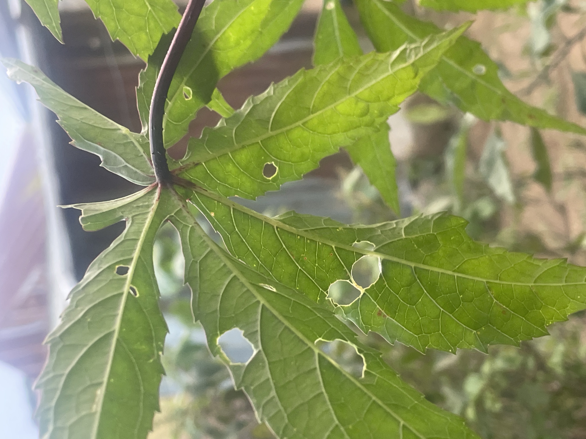 The image shows a close-up view of green leaves on a plant. Several of the leaves have visible holes and irregular edges, suggesting they have been eaten by insects. The leaves are detailed with visible veins and a serrated edge. The background is blurred and out of focus, but appears to be an outdoor setting with some structures and vegetation. No people are visible in the image. The image was taken in New Stadium, Nigeria.