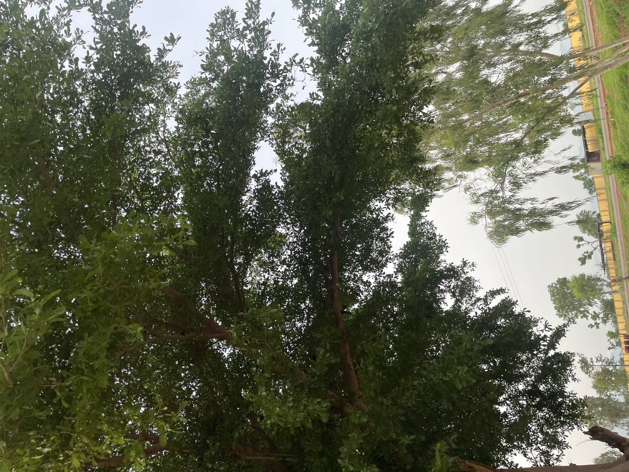 The image depicts a natural scene dominated by dense green foliage of a large tree in the foreground, its branches and leaves extending across the frame. The sky is overcast and pale. In the background, a weeping willow-like tree with slender, drooping branches is visible, along with other scattered trees and vegetation. Beyond the trees, a yellow fence runs horizontally across the scene, with glimpses of buildings and structures behind it. The area appears to be a park or an open space within or near a town, possibly Jauro Yinu, Nigeria, given the context of other images from the same location. There are no people or discernible actions taking place in the image; it is a static landscape shot.