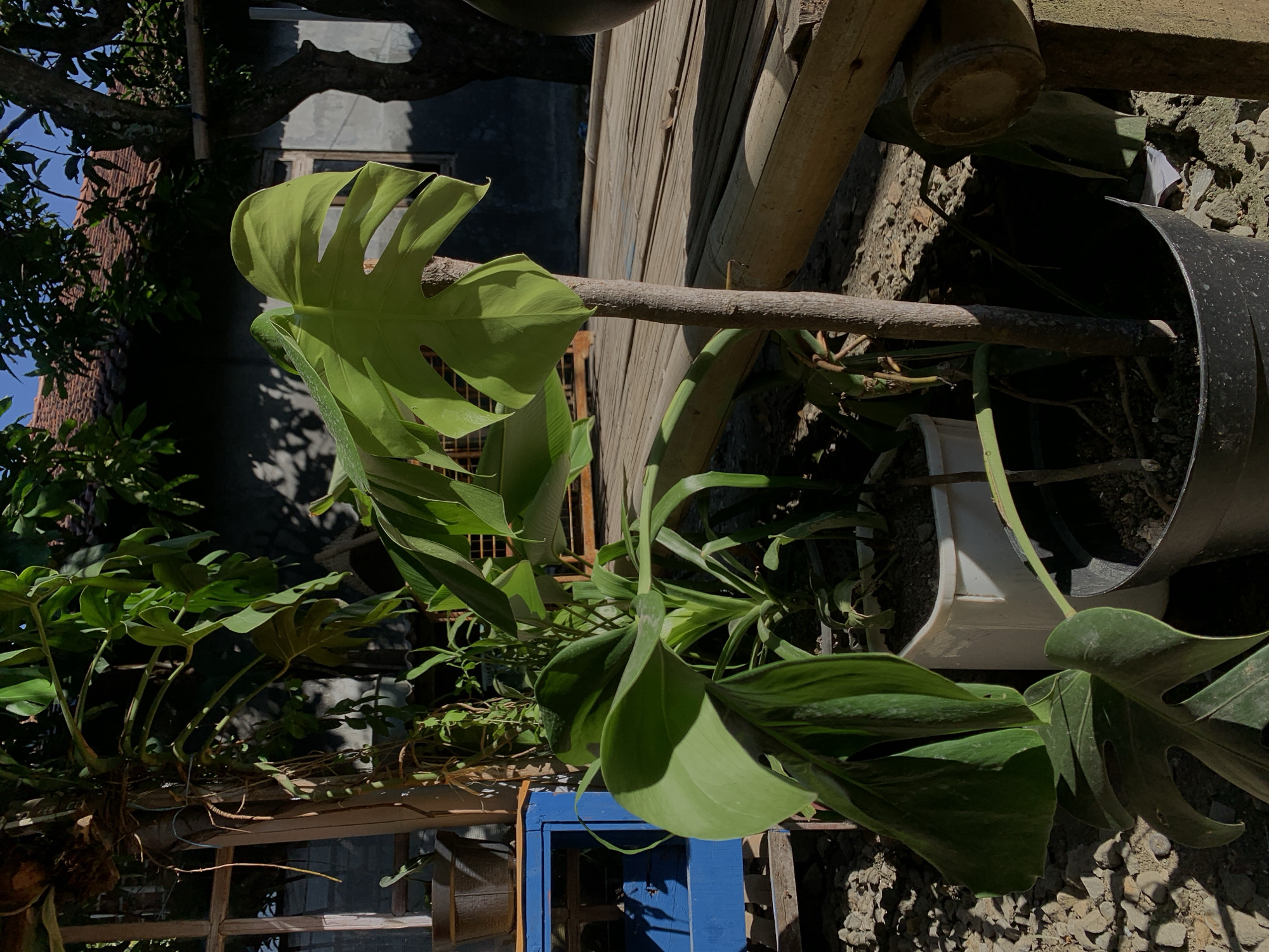 In Karangkemiri, Indonesia, a Monstera plant with large, split leaves is the main subject, positioned in a black plastic pot in the foreground. The plant is outdoors, with its leaves catching the sunlight. Behind the plant, a wooden structure, possibly a deck or porch made of bamboo and wood planks, is visible. A blue wooden cabinet or shelf is to the left, holding a brown pot. In the background, a building with a tiled roof and a large tree can be seen. The ground is covered with small stones and gravel. The scene is illuminated by natural sunlight, casting shadows from the plants and structures.