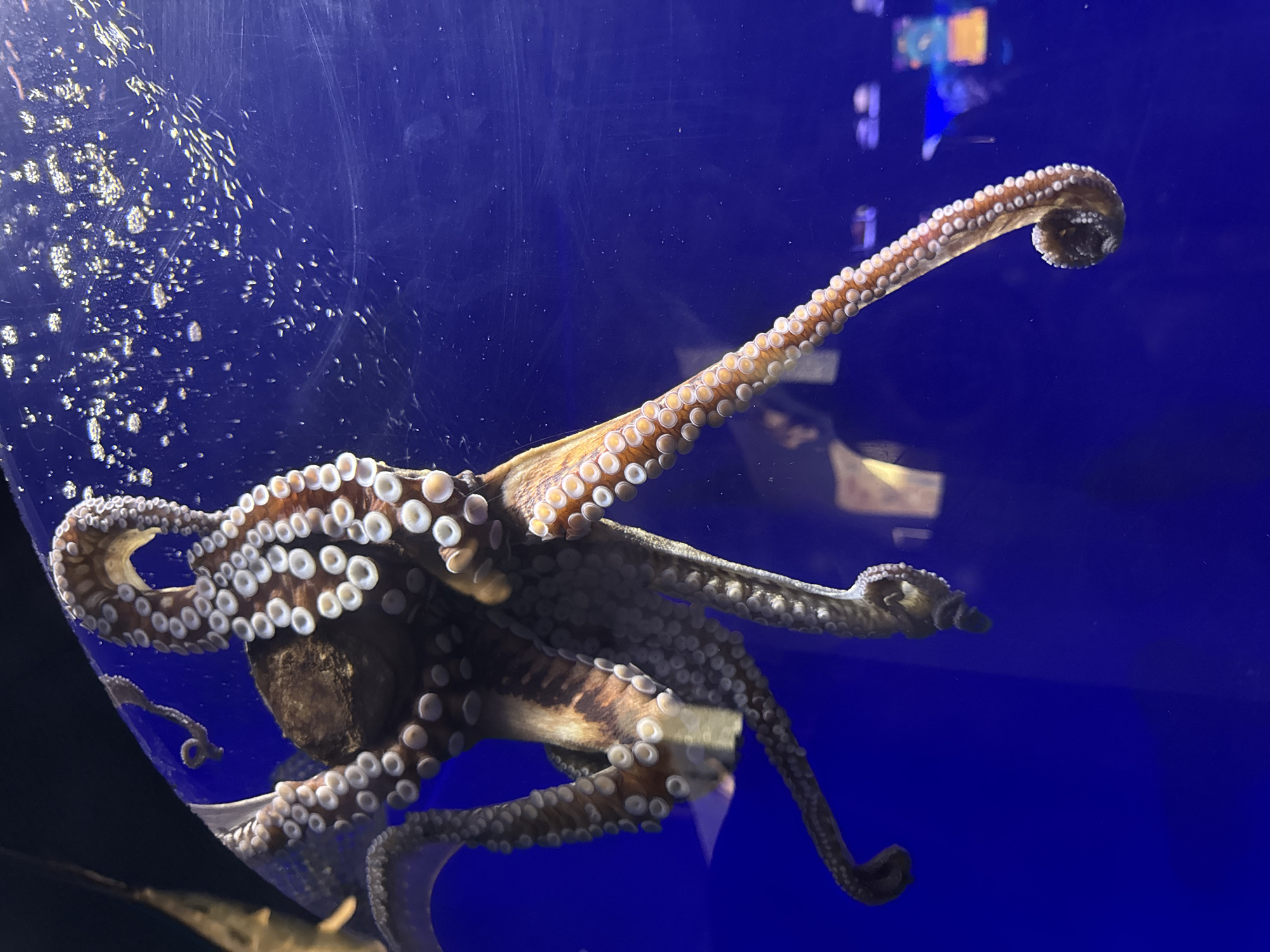 An octopus is suspended in a blue aquarium, its tentacles spread out. The octopus has suckers on its underside. There are air bubbles and debris on the surface of the water. The aquarium is located at the Coral World Underwater Observatory in Eilat, Israel.