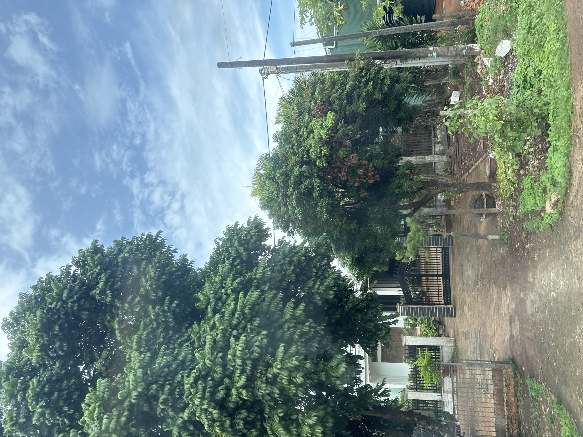 A photograph taken outdoors in Chư Sê, Vietnam, shows a residential property with a large tree in the foreground, a house, and a gate. The sky is blue with scattered clouds. A paved driveway leads to a black metal gate. A white house is visible behind a fence and some plants. Several utility poles are present on the right side of the image. The ground is wet, suggesting recent rain.