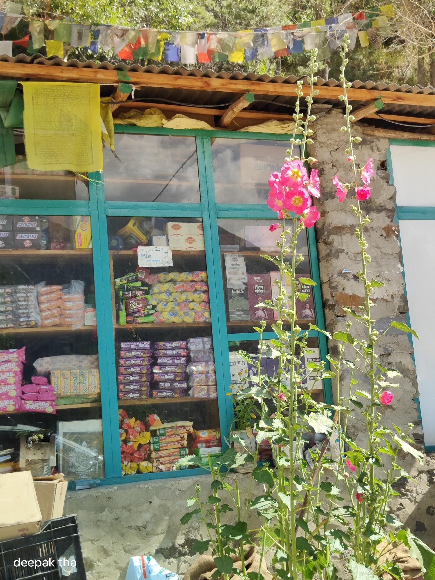 In Darcha, India, a storefront is partially obscured by a large hollyhock plant with pink flowers. The shop features a teal-framed window displaying various packaged goods on shelves. Prayer flags are strung across the top of the structure, and a yellow prayer flag hangs prominently on the left side of the building. The walls of the building are made of stone. In the foreground, on the lower left, a black plastic crate is visible, with cardboard boxes stacked to its right. The text "deepak tha" is present in the bottom left corner of the image.