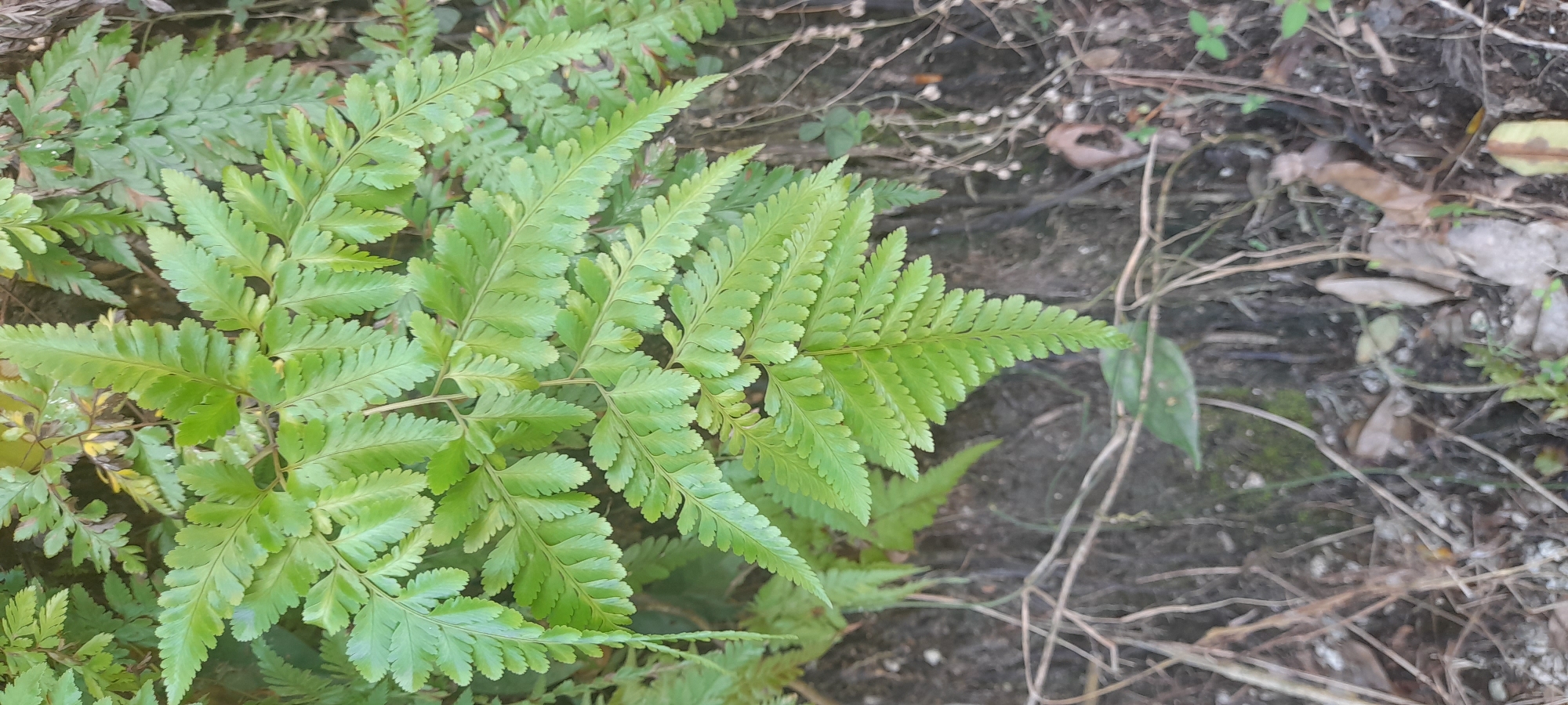 The image depicts a close-up of a fern plant growing in an outdoor environment. The plant has multiple fronds with serrated leaves, exhibiting a vibrant green color. The surrounding area consists of soil, fallen leaves, and twigs. The location is Bukitteukuh, Indonesia.