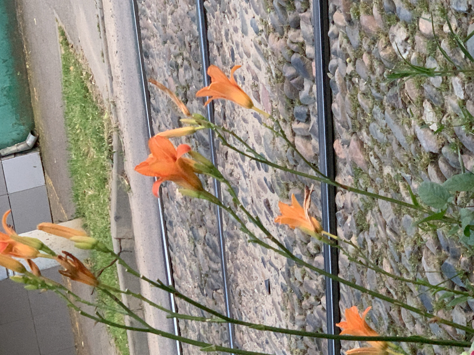 In an outdoor, urban setting, a close-up shot focuses on several orange daylily flowers in bloom, with their stalks and leaves visible. The flowers are positioned in the foreground, with some in sharp focus and others slightly blurred. Behind the flowers, a cobblestone path or road is visible, with two parallel metal tram tracks running through it. In the background, there is a gray building wall, a strip of green grass, and a sloped asphalt surface. A downspout is attached to the building wall. The lighting suggests it is daytime, possibly late afternoon due to the quality of light.