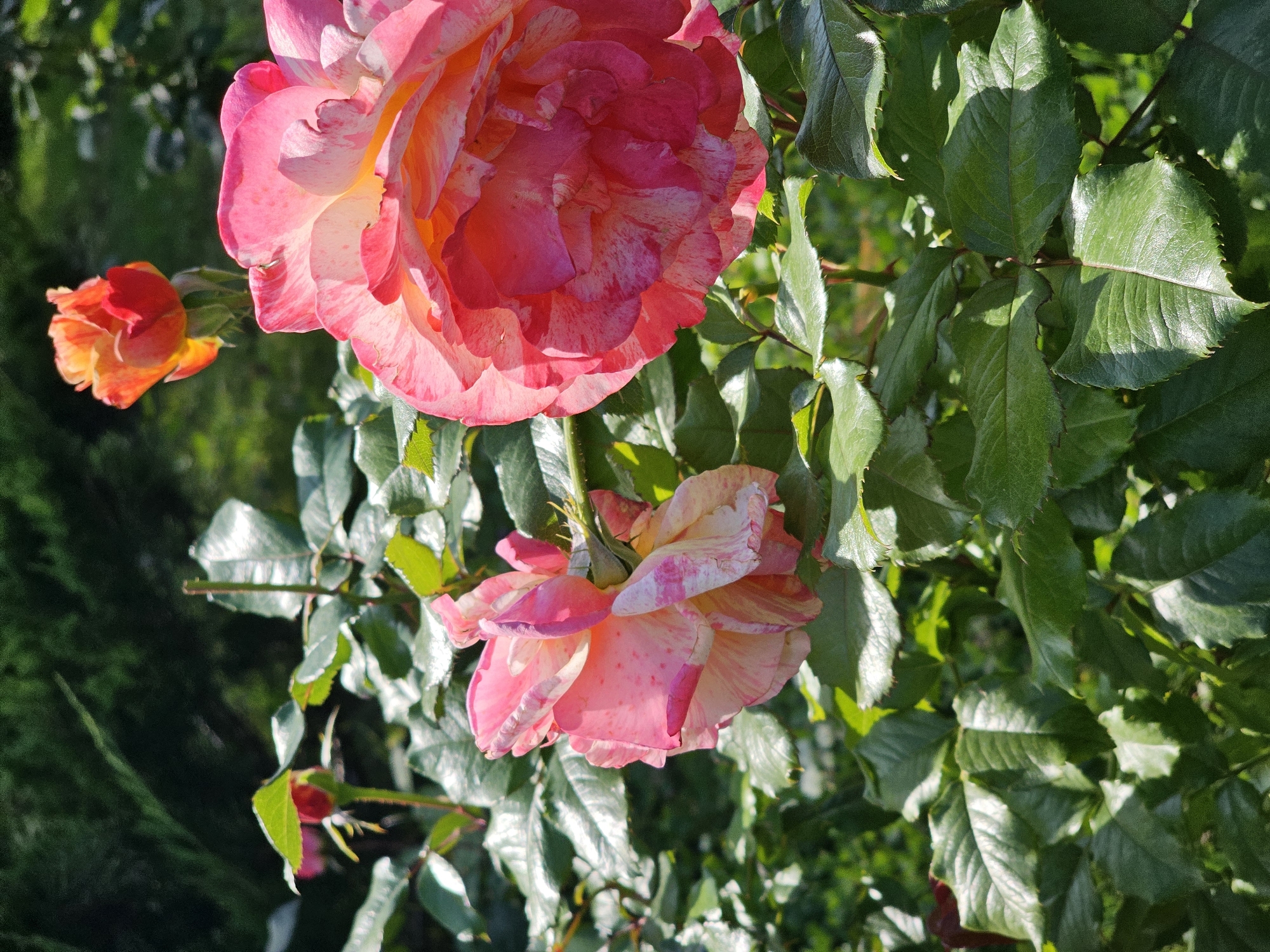 In a garden in Khimki, Russia, a vibrant rose bush is in bloom. The main subject is a large, pink and white variegated rose in the foreground, its petals unfurling to reveal layers of color. To its left, another similar rose is also in bloom, slightly out of focus. Further back, a smaller, orange and red rose bud stands tall, hinting at future blooms. The roses are surrounded by lush, green foliage, with sunlight dappling through the leaves, creating a bright and cheerful scene. The background is a blur of dark green, likely other plants or trees, suggesting a well-maintained garden setting.