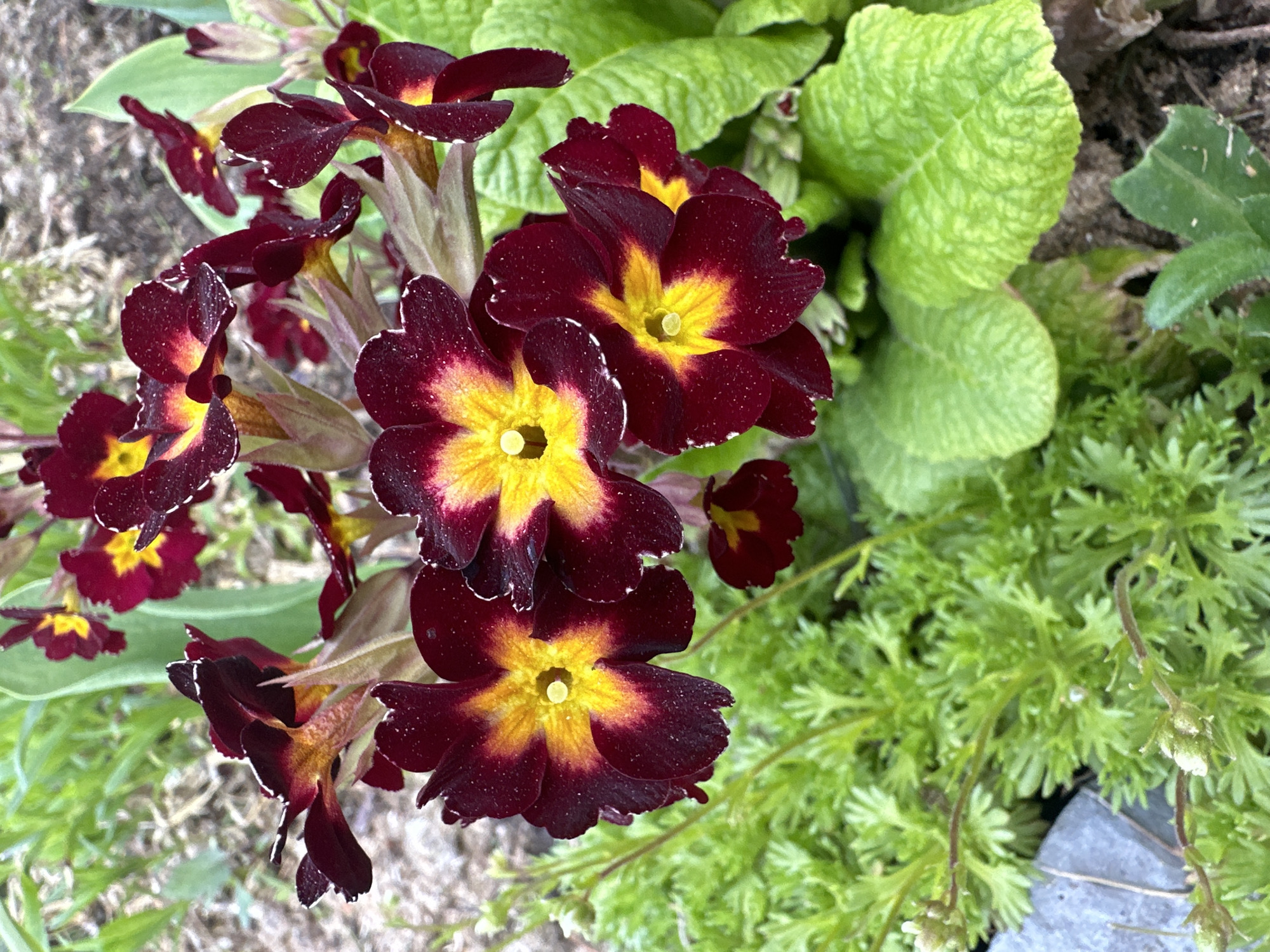 In Imandra, Russia, the scene depicts a close-up, ground-level view of flowering plants. The primary subjects are approximately ten to twelve open blooms, each displaying five dark red (burgundy) petals that transition into a prominent bright yellow center, with a small lighter yellow pistil visible in several. The petals exhibit slight undulations and are covered with minute, light-colored particulates, possibly water droplets or pollen. These flowers are clustered primarily in the upper right and central portions of the frame. Associated with these flowers are several thick, bright green leaves with distinct venation, located in the lower right. To the left and bottom, a dense patch of finely dissected, light green foliage grows, interspersed with slender stems bearing small, light-colored buds. A small, angular, light grey object, possibly a stone or part of a pot, is partially visible in the bottom left within this foliage. The background consists of blurred green vegetation and dark brown soil. No individuals or active subjects are present. The lighting is natural and diffuse, casting no harsh shadows.