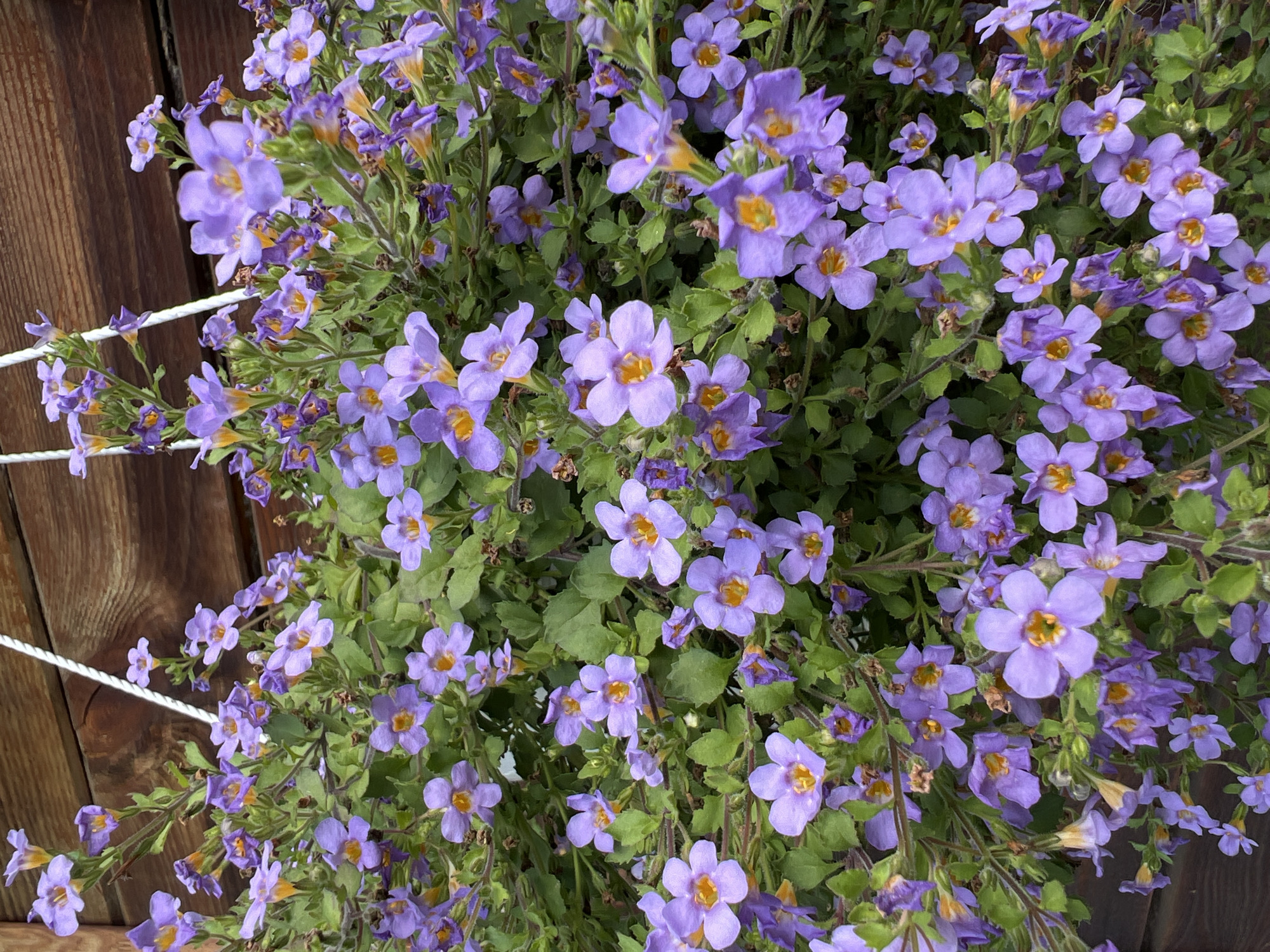 This is a close-up, top-down shot of a densely packed hanging basket filled with a cascade of vibrant purple flowers. The flowers, which appear to be Sutera diffusus (bacopa), have delicate, five-petaled blooms with yellow centers. They are supported by thin, green stems and small, ovate leaves. The background consists of weathered, dark brown wooden planks, suggesting an outdoor setting, possibly a porch or fence. A white rope, likely part of the hanging mechanism for the basket, is visible at the top of the image. The lighting is diffused, creating soft shadows and highlighting the texture of the petals and wood. There are no people or animals in the image. The setting is a naturalistic, floral display against a rustic, wooden backdrop.