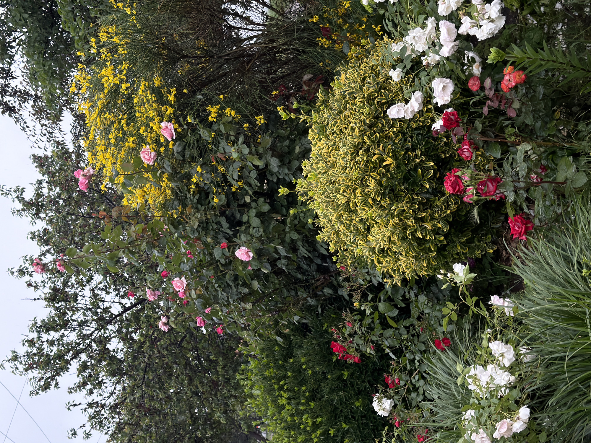 The image shows a lush garden scene. There's a variety of plants, including roses with pink, red, and white flowers. A shrub with yellow-tinged leaves is also visible. Yellow flowers are also present, appearing to be blooming on branches. The presence of various plants suggests a well-maintained garden. The location being Yuzhny, Russia cannot be confirmed or denied based on the image alone.