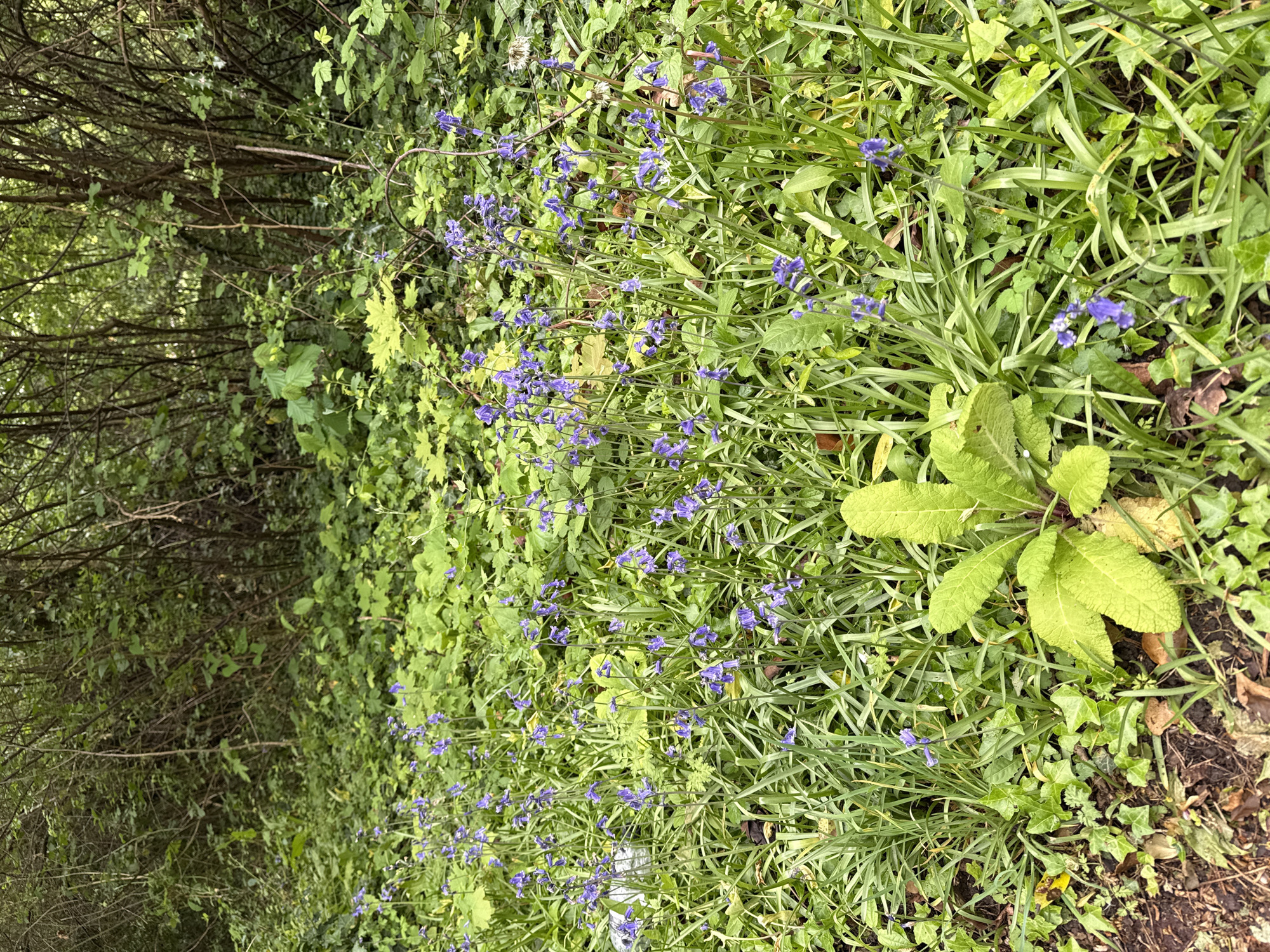A ground-level shot of a woodland floor on a sunny day in Milton Keynes, United Kingdom. The ground is covered in a dense mix of vegetation including bluebells, grass, ivy, and other green plants. The left edge of the frame shows the base of trees and dense foliage, suggesting the edge of a wooded area. The overall impression is one of natural woodland flora.