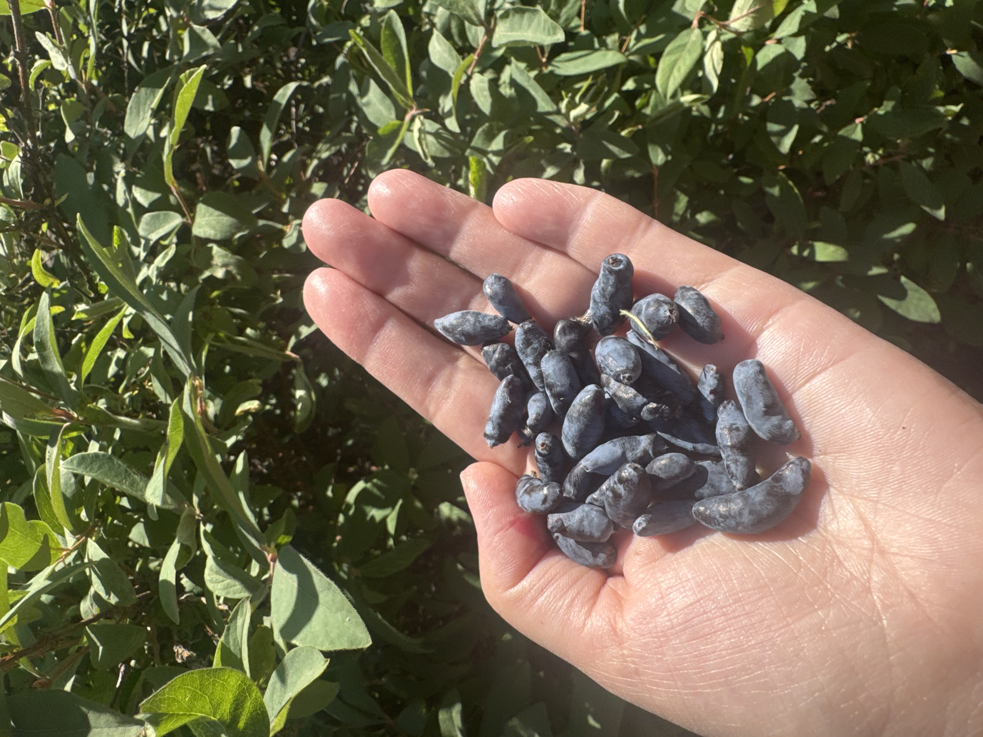 A person's left hand, cupped and holding a cluster of dark blue, elongated berries, is positioned in the foreground against a backdrop of lush green foliage. The hand is fair-skinned with visible lines and texture. The berries are a deep indigo color, with some appearing almost black, and they are roughly oval or cylindrical in shape, with slightly pointed ends. Some of the berries have a waxy bloom. The background consists of densely packed green leaves and branches, suggesting an outdoor natural setting, likely a garden or shrubbery. The lighting indicates it is daytime, with sunlight casting shadows on the hand and illuminating the leaves. The scene appears to be in Кашино, Russia.