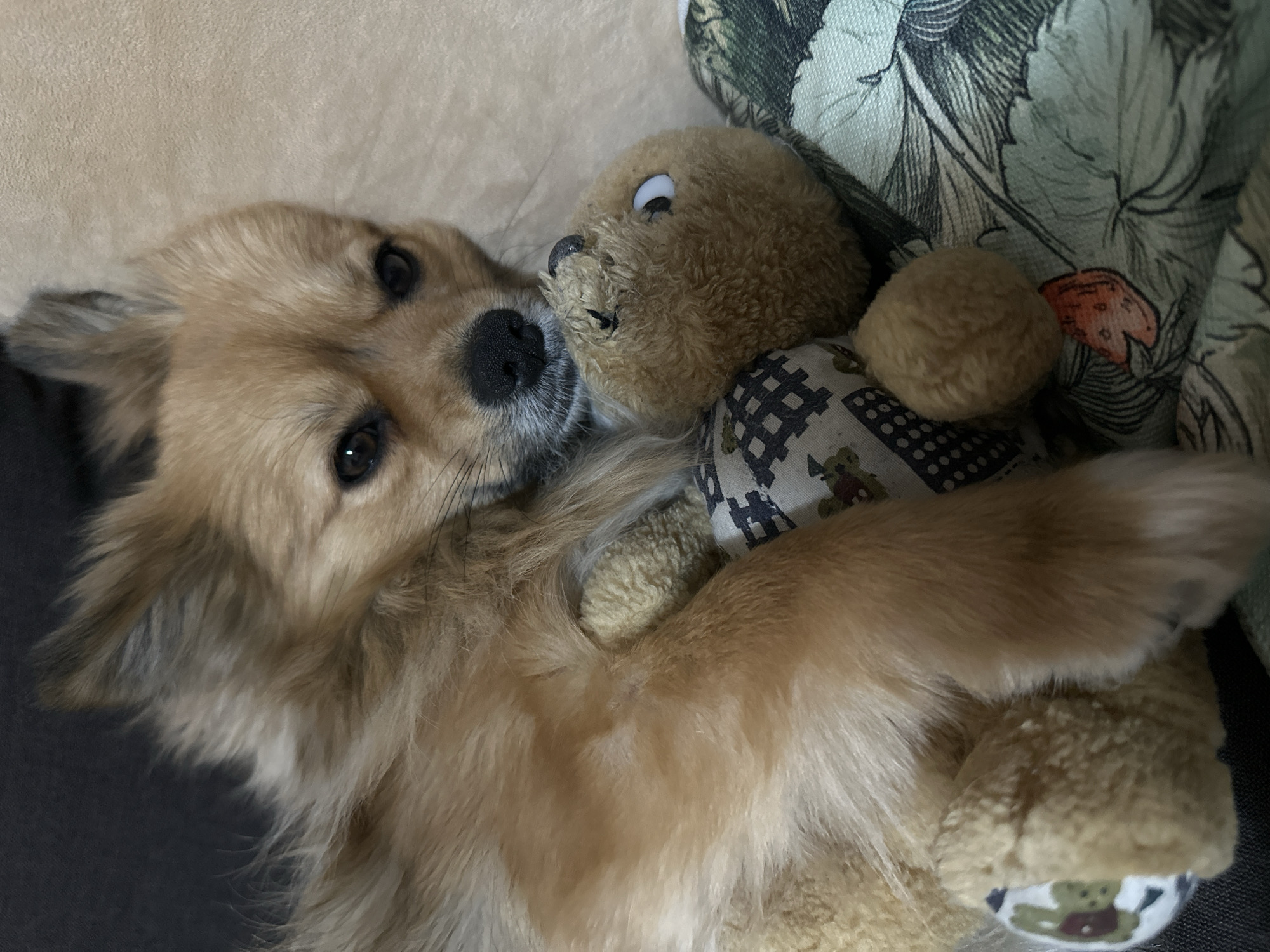 A brown, long-haired dog with a black nose is lying down, embracing a teddy bear. The teddy bear is light brown and wearing a patterned shirt. They are lying on a beige surface and a pillow with a floral print is partially visible. The location is unknown.