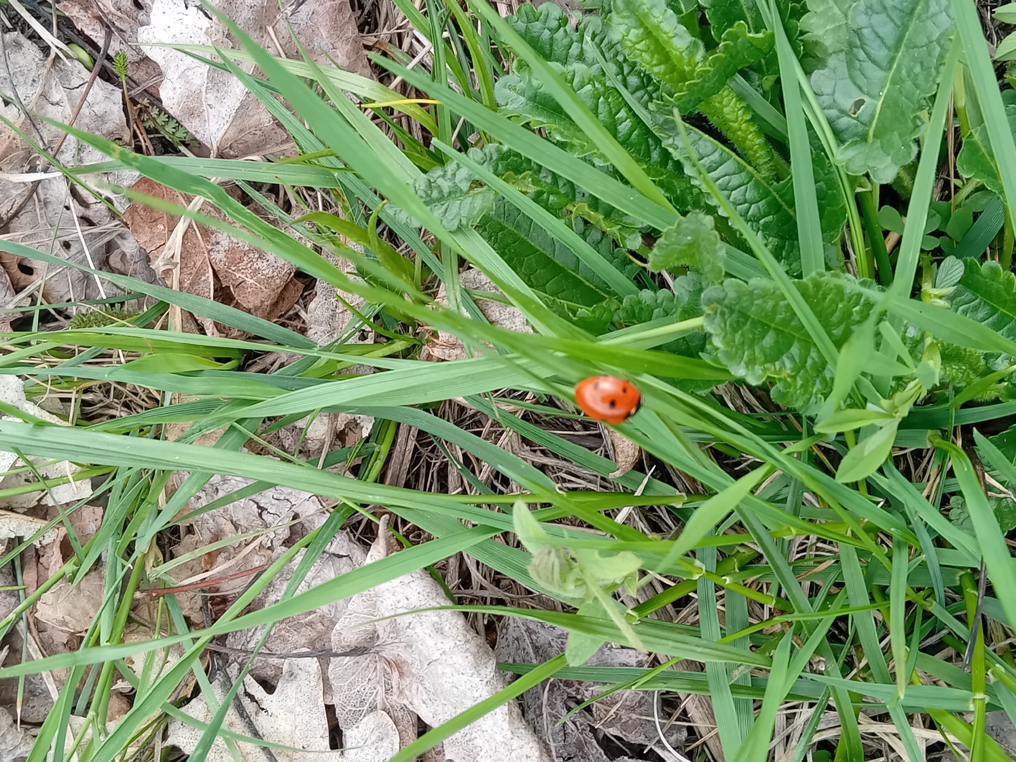 The image shows a close-up of grass and weeds in a natural setting. A red ladybug is perched on a blade of grass. Some dried leaves are visible on the ground among the green vegetation. The location appears to be outdoors in a park or garden.