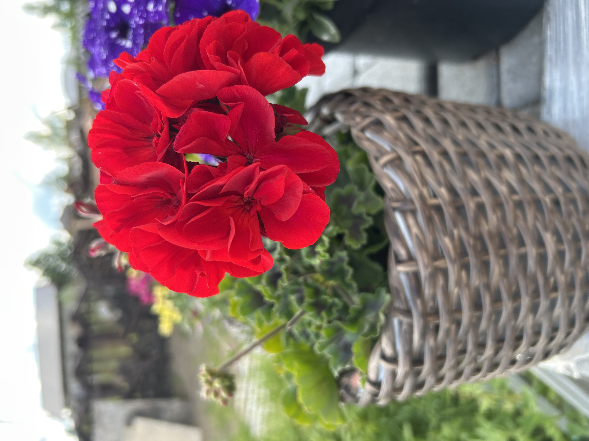 A close-up shot showcases a vibrant cluster of bright red geranium flowers in the foreground, their delicate petals creating a textured, layered effect. Behind the red flowers, hints of purple and other colorful blooms peek through, suggesting a floral arrangement or garden setting. To the right, a portion of a woven wicker basket is visible, its intricate pattern adding a rustic element to the composition. The background is softly blurred, with hints of greenery and what appears to be an outdoor paving stone or walkway. The lighting suggests it could be daytime, with soft, natural light illuminating the flowers. The overall scene evokes a sense of natural beauty and tranquility. The image does not contain any visible text.