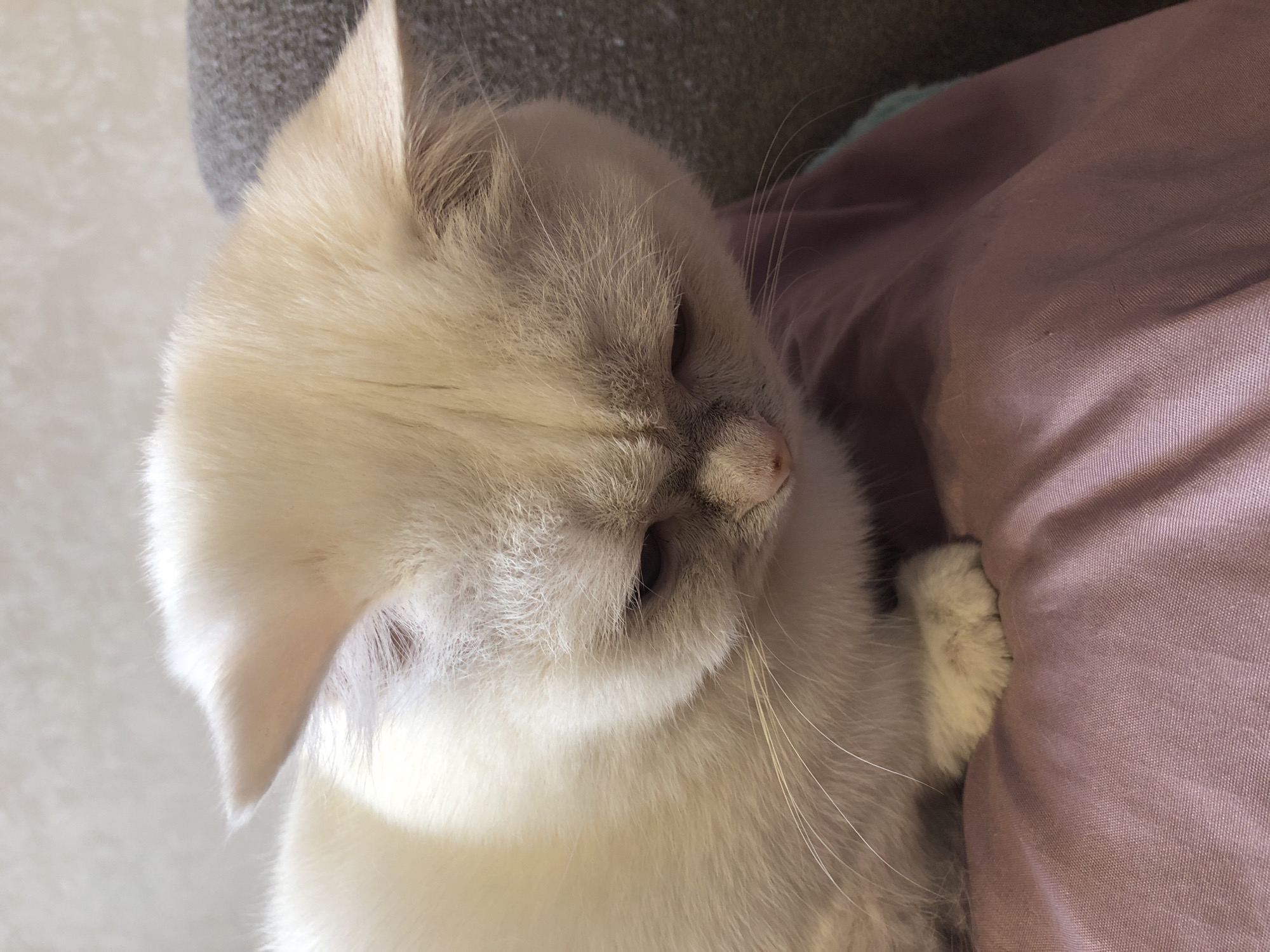 A close-up, eye-level shot shows a fluffy white cat looking down. The cat has light gray shading around its eyes and ears, and its pink nose is visible. Its eyes are partially closed, and its long white whiskers fan out from its snout. The cat is resting on a dusty rose-colored fabric, possibly a blanket or pillow, which is slightly wrinkled. In the background, a textured gray surface is visible, possibly a sofa or chair. The lighting is soft, creating gentle shadows. The location is Unknown, Unknown.