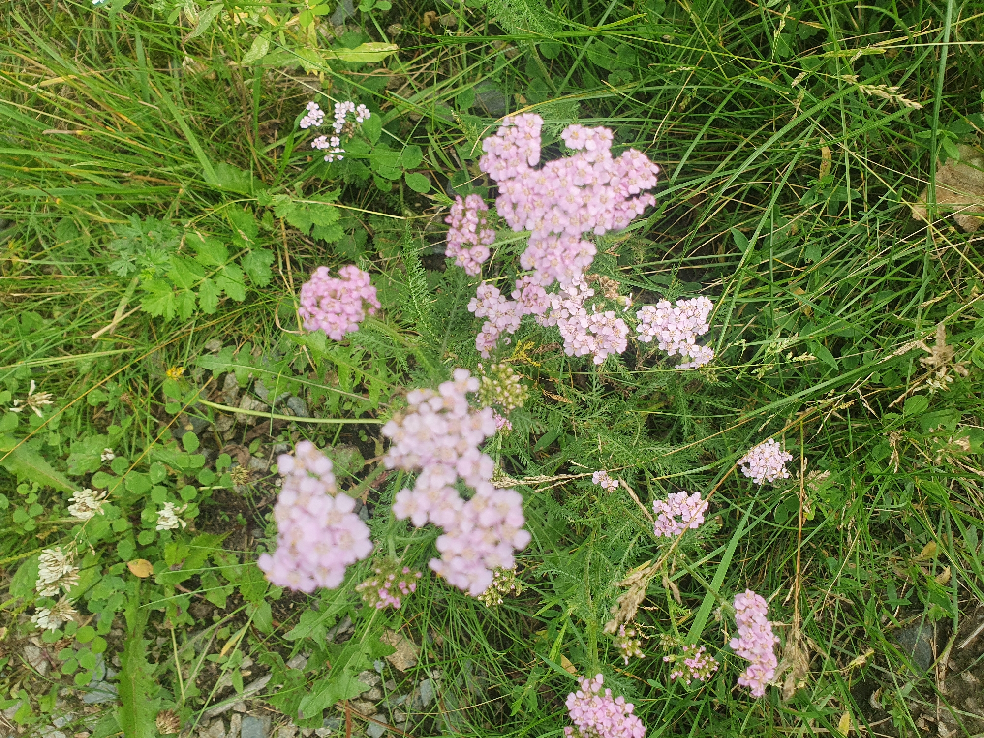 The image shows a close-up, ground-level view of pink yarrow flowers in a grassy area, interspersed with clover and other wild greenery. The flowers are clustered in flat-topped corymbs, with many small, delicate petals. The surrounding environment appears to be a natural or semi-natural setting, possibly a roadside verge or meadow. There are no people or animals visible in the image, nor any urban structures. The scene is outdoors, with natural light. The location in Mukhametovo, Russia is not explicitly indicated by any visual cues within the image itself.