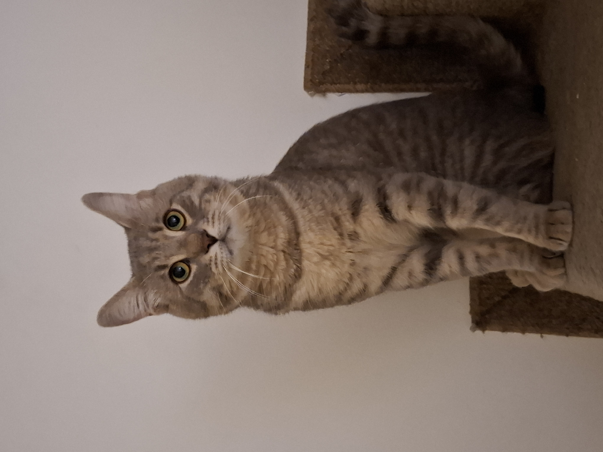 A tabby cat with green eyes is sitting on a cat tree. The cat is facing the camera, and its tail is curled around its body. The cat tree is made of brown carpet. The background is a plain white wall. The image was taken in Zemun Urban Municipality, Serbia.