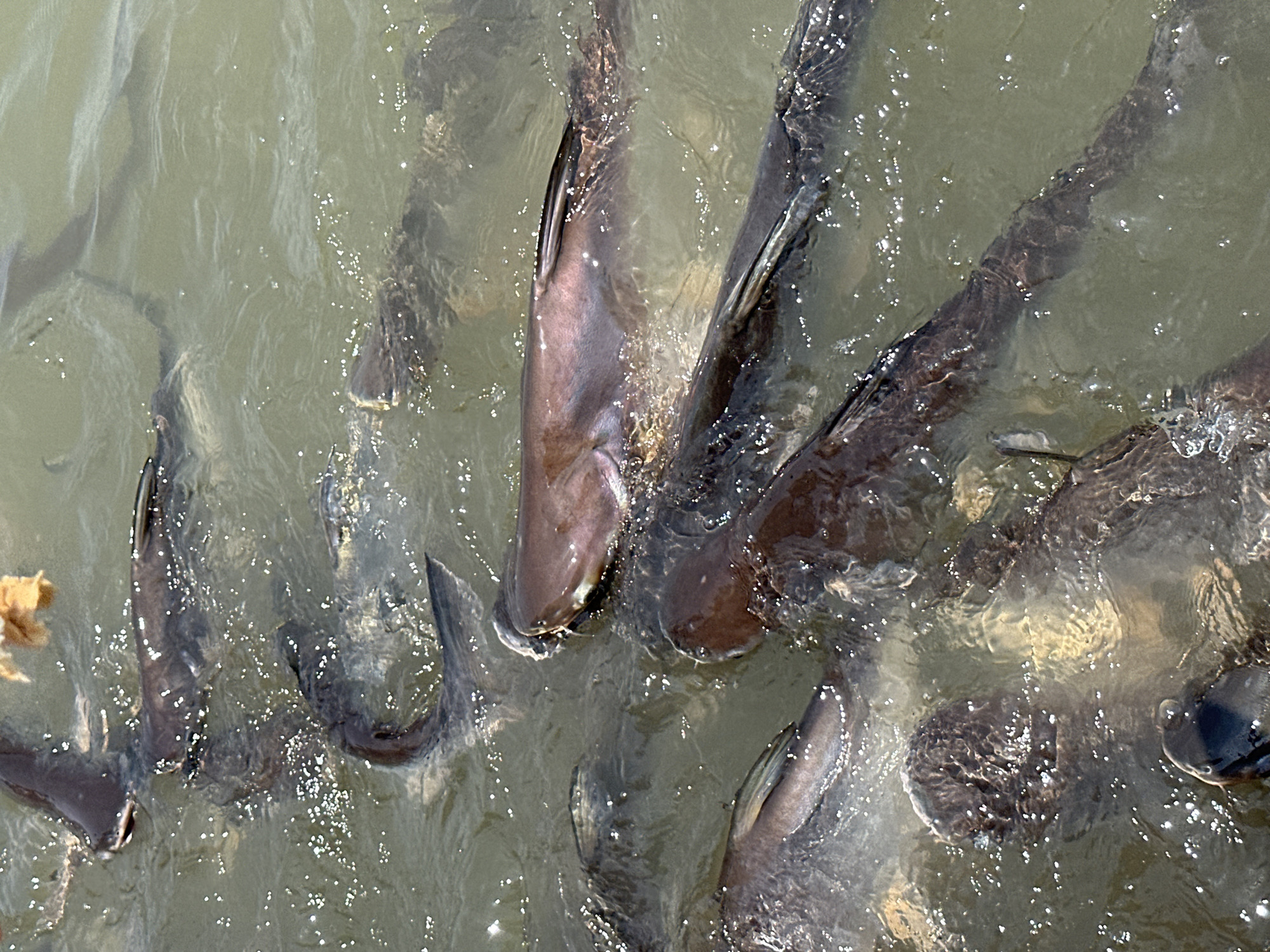 The image shows a high-angle view of numerous fish swimming in murky water, likely in Bang Kruai Town Municipality, Thailand. The fish are dark in color and appear to be clustered together, possibly feeding. The water is slightly agitated, with bubbles and ripples on the surface. A light-colored object is present in the water, potentially food.