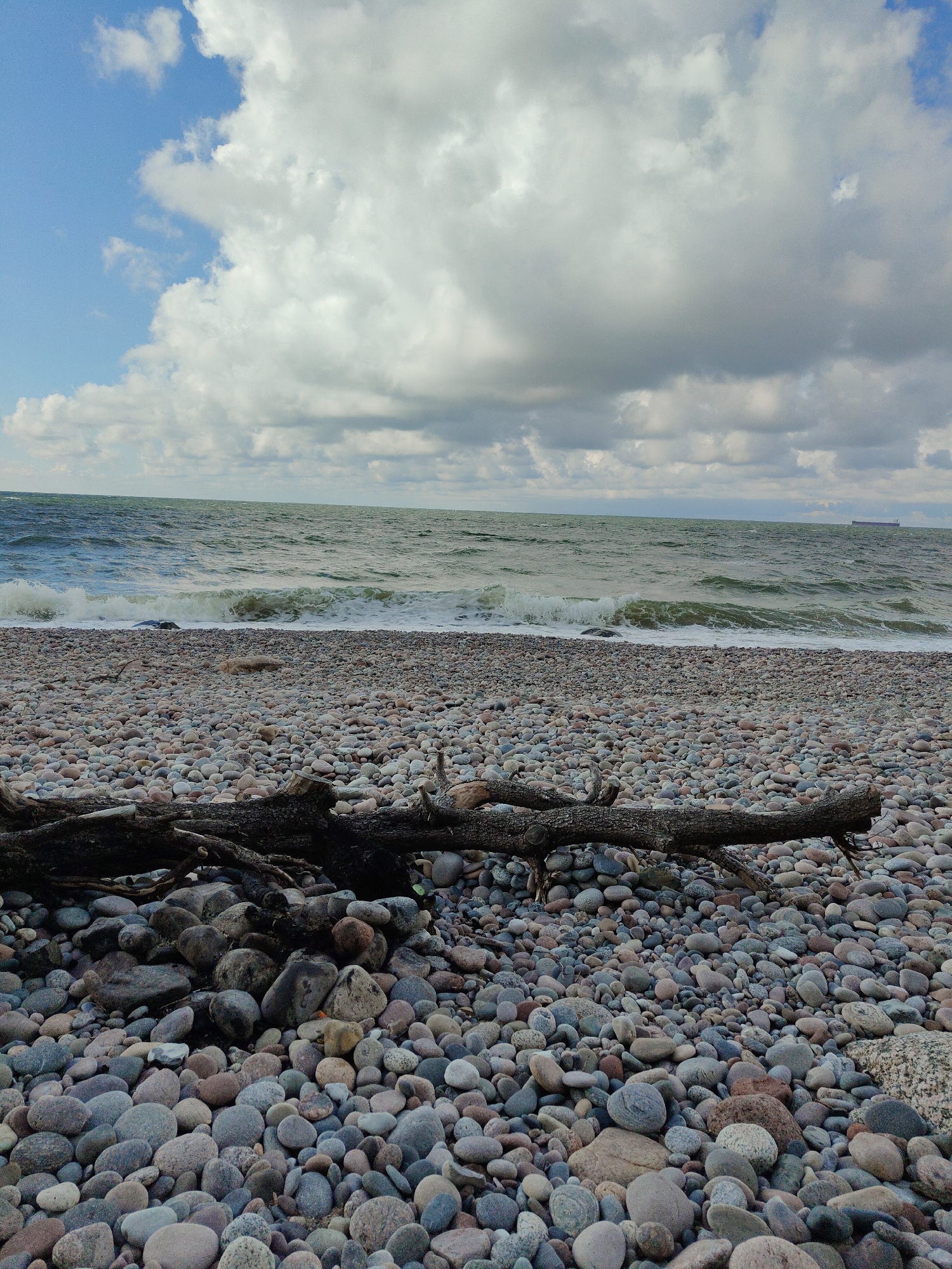 The image depicts a natural scene of a beach in Pionersky, Russia. The foreground is dominated by a collection of smooth, rounded pebbles of various sizes and colors, ranging from light gray to reddish-brown. A large, dark, weathered tree trunk lies horizontally across the pebbles, its branches splayed out.
Beyond the pebble beach, the sea stretches out under a sky filled with dramatic, textured clouds. The water is a deep green-blue, with moderate waves crashing onto the shore, creating white foam. In the distance, a large cargo ship is visible on the horizon. The overall atmosphere is one of a slightly overcast, windy day at the coast. There are no people or animals visible in the scene.