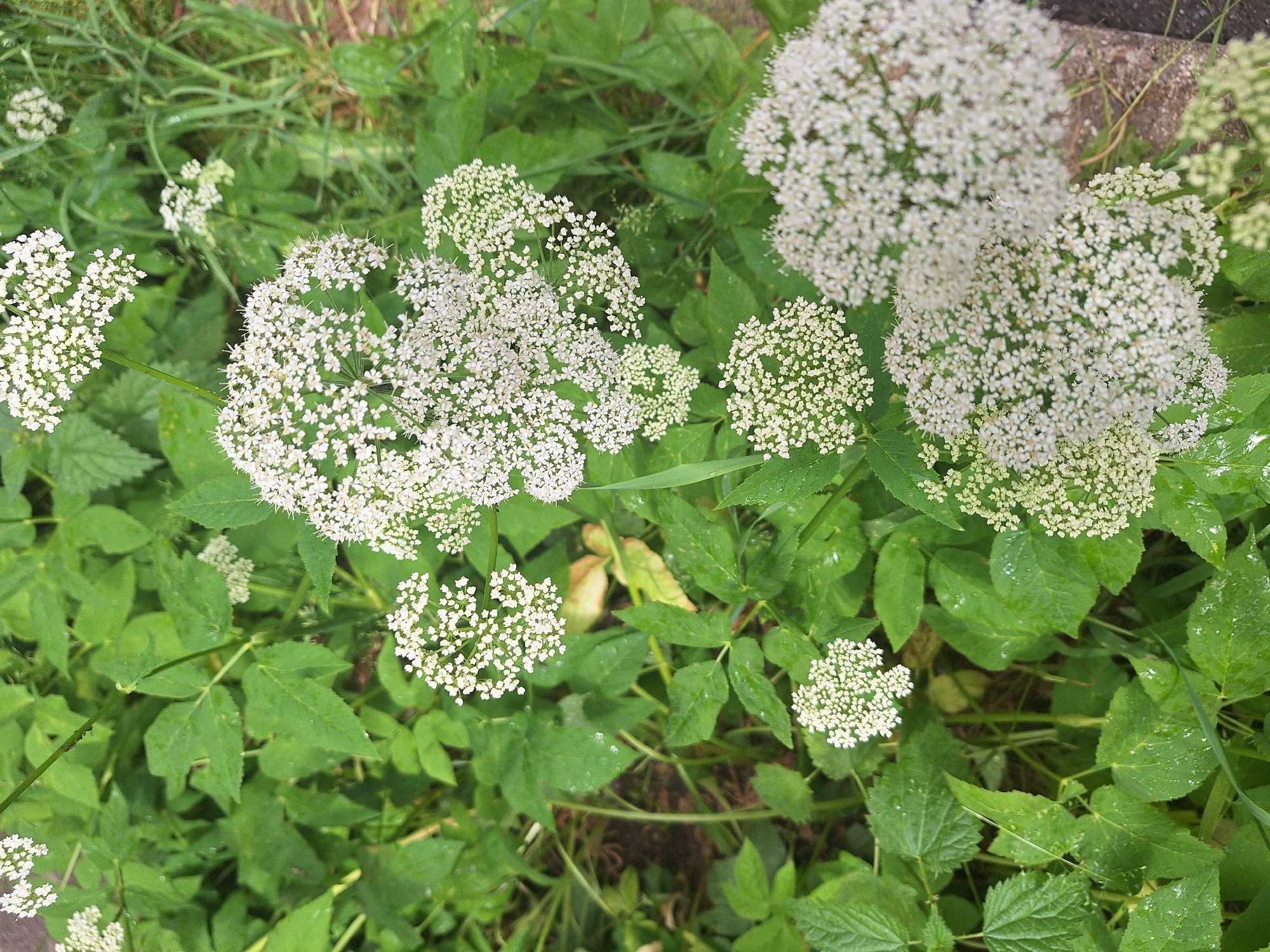 A close-up, eye-level shot captures a cluster of wild Queen Anne's Lace flowers, also known as wild carrot, set against a backdrop of lush green foliage. The delicate white blossoms, forming intricate umbels, are the primary focus, with some appearing sharper than others due to the shallow depth of field. The surrounding leaves are a vibrant green, some exhibiting water droplets, suggesting recent rain or dew. The environment appears to be a natural setting, possibly a field or roadside verge in the city of Novoye, Russia, with hints of dry, brown earth and possibly grass on the right side of the frame. No people or discernible man-made objects, aside from the potential for a roadside context, are visible.