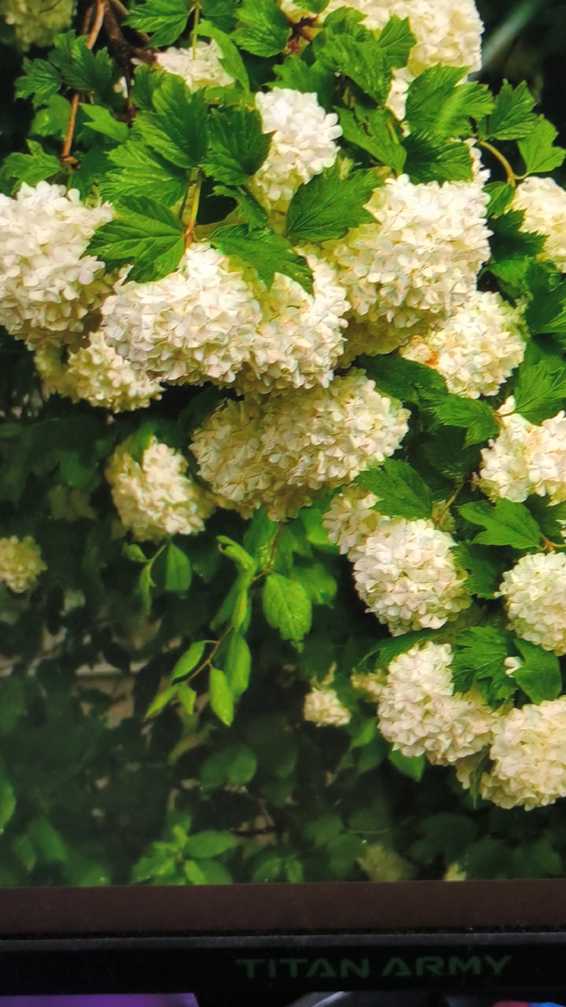 A close-up, vertical shot showcases a dense cluster of snowball-like white flowers and vibrant green leaves. The flowers are arranged in large, spherical clusters, each composed of numerous small, delicate petals. The leaves are broad and lobed, with a rich green hue, some appearing slightly glossy, suggesting they might be wet from rain. The background is a blur of darker green foliage and hints of brown branches, creating a natural, outdoorsy setting. The lighting appears to be natural daylight, possibly overcast, as there are no harsh shadows. The overall impression is one of lush, blooming nature. The bottom of the image shows a dark band with green text that reads "TITAN ARMY". The location is identified as Kovrov, Russia.