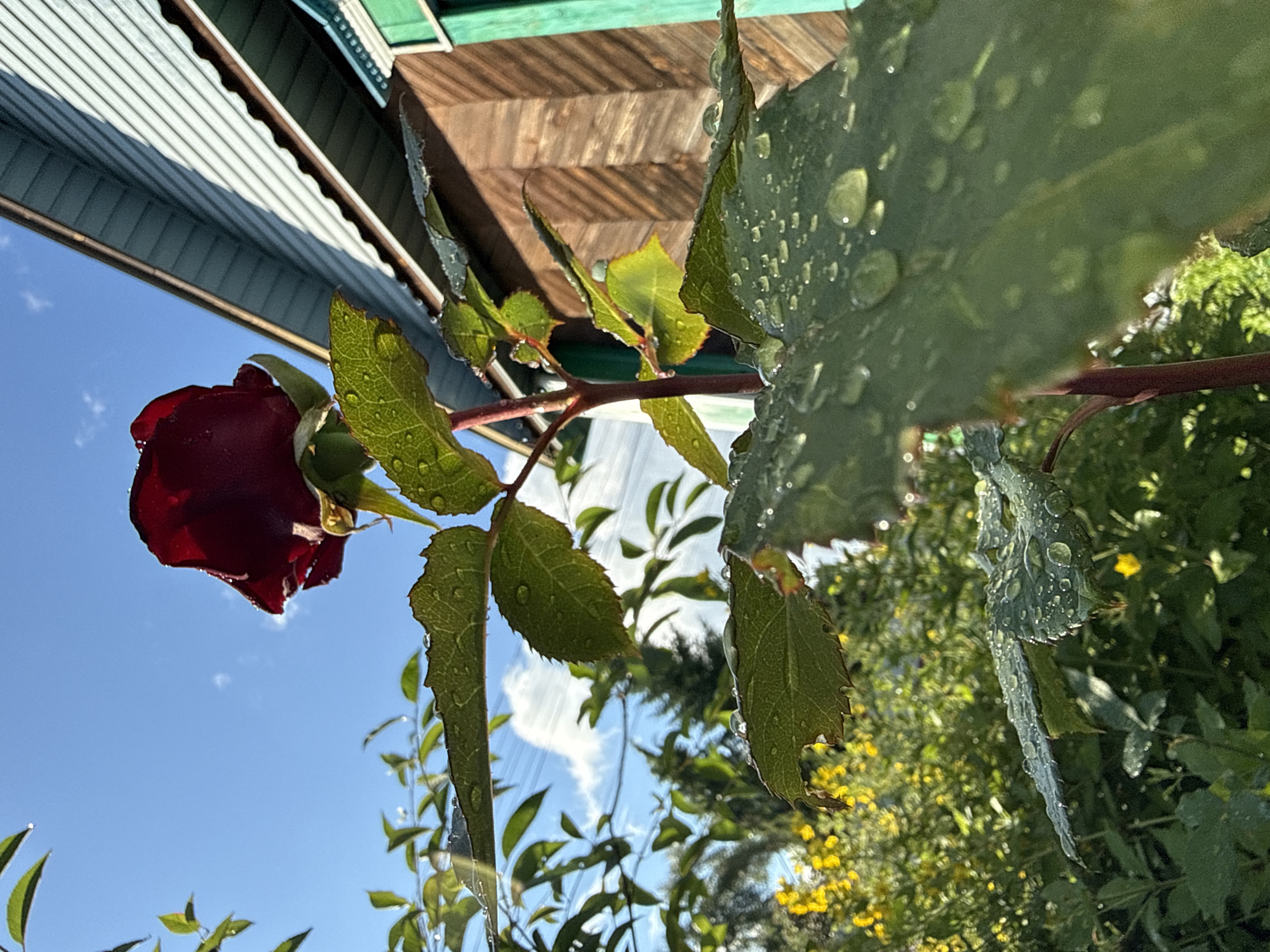 A close-up, low-angle outdoor shot captures a dark red rose bud with dew drops on its petals, set against a bright blue sky with wispy clouds. The rose stem is visible, adorned with green leaves also covered in water droplets. To the right, the edge of a wooden building with light blue siding and a brown wooden facade is partially visible, with green trim. In the background, out of focus, is lush green foliage and a patch of yellow flowers. The scene suggests a garden setting in the city of Vetluzhsky, Russia, likely after a rain or morning dew.