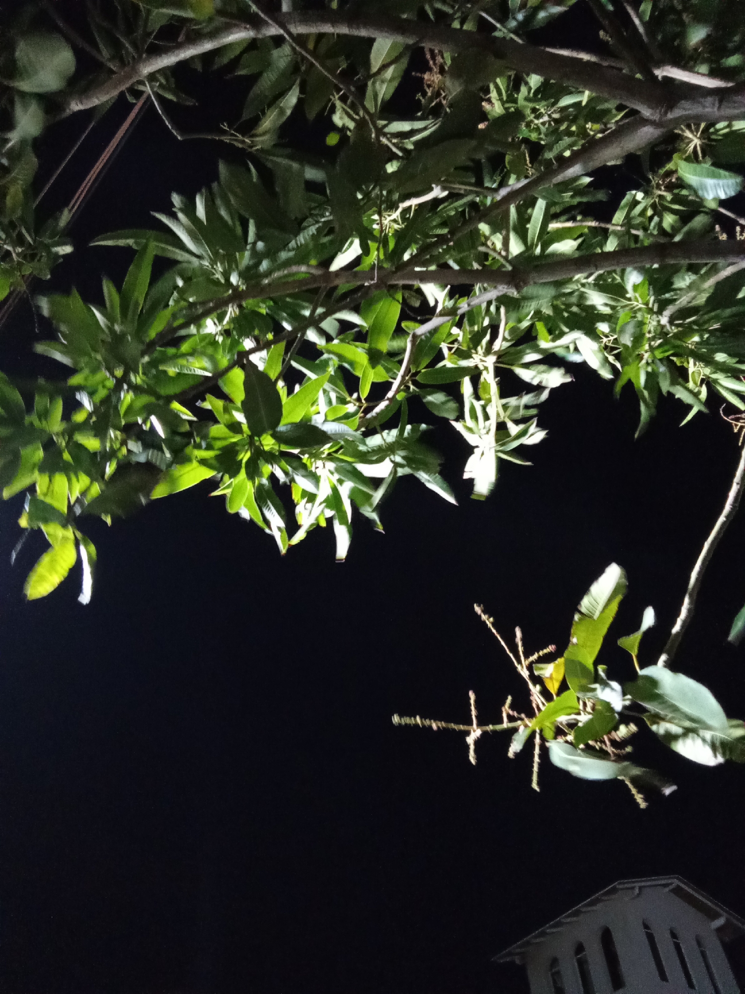 A low-angle nighttime view of a tree canopy against a dark sky. Some branches and leaves are illuminated. A building can be seen faintly at the bottom of the image. The location is Juan Griego, Venezuela.