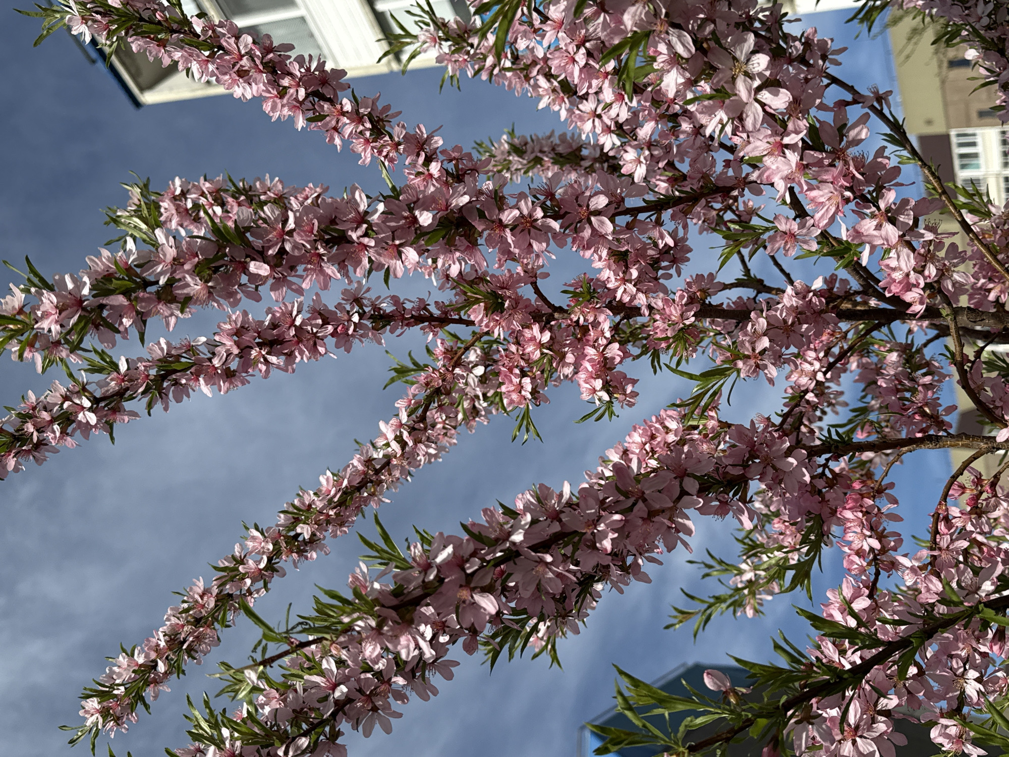 The image depicts pink flowering branches against a blue sky with clouds. Parts of buildings are visible in the background. The building on the left has white windows, and the building on the right appears to be a beige residential building with a window. The flowering branches are the primary focus, filling most of the frame. The location is not evident from the image.